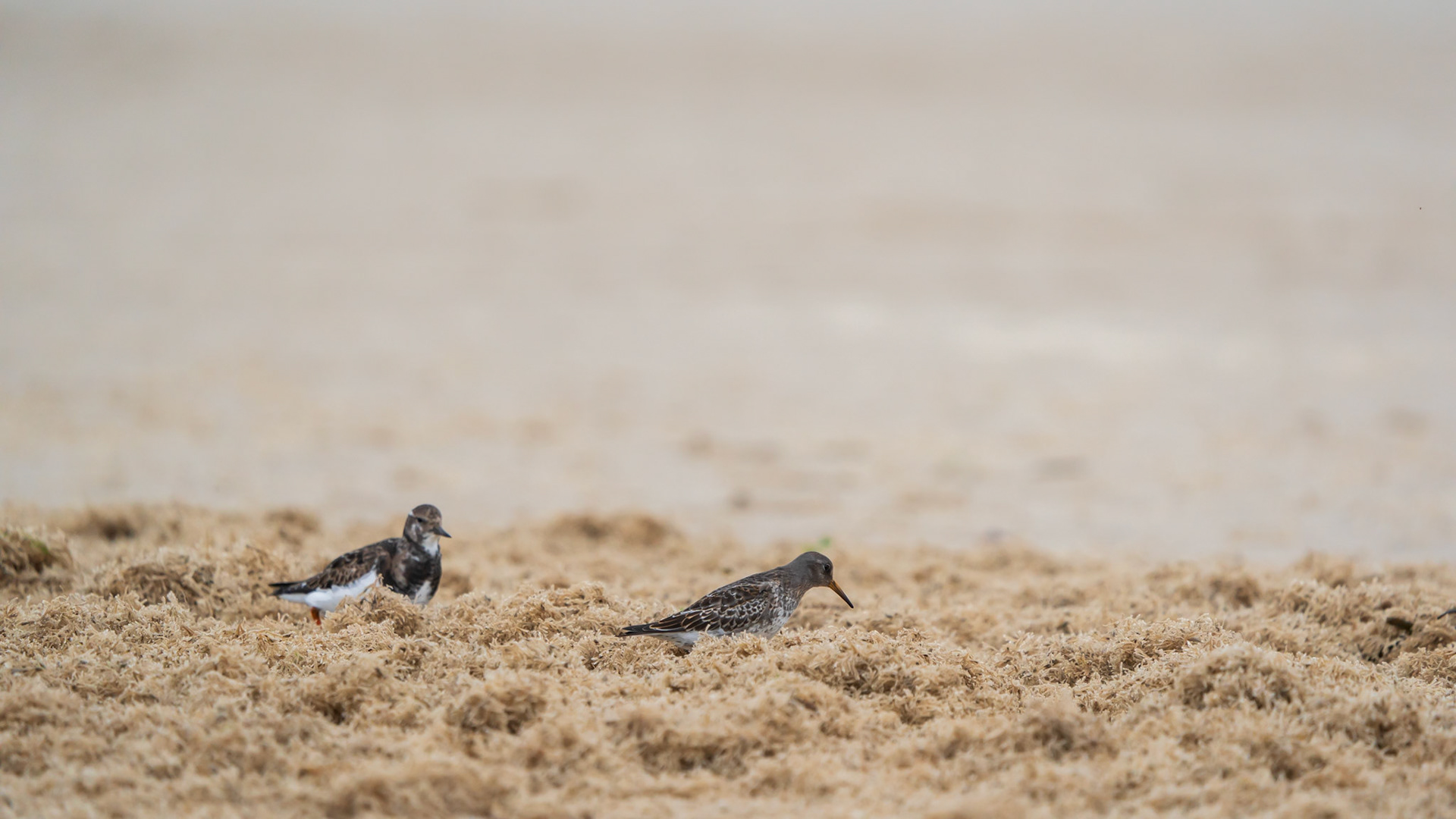 Steenloper en Paarse Strandloper, samen in beeld