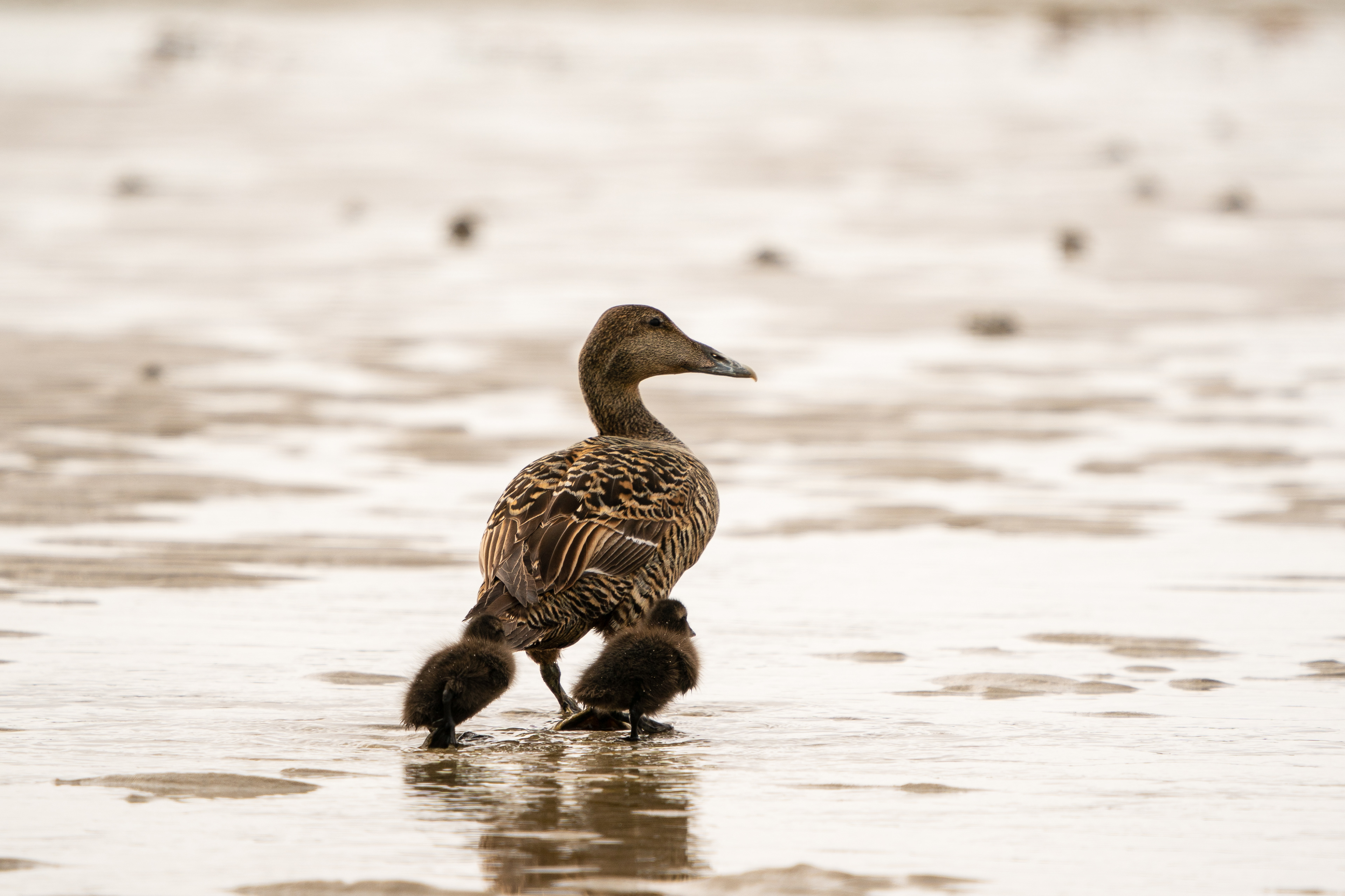 Female Common Eider with chicks