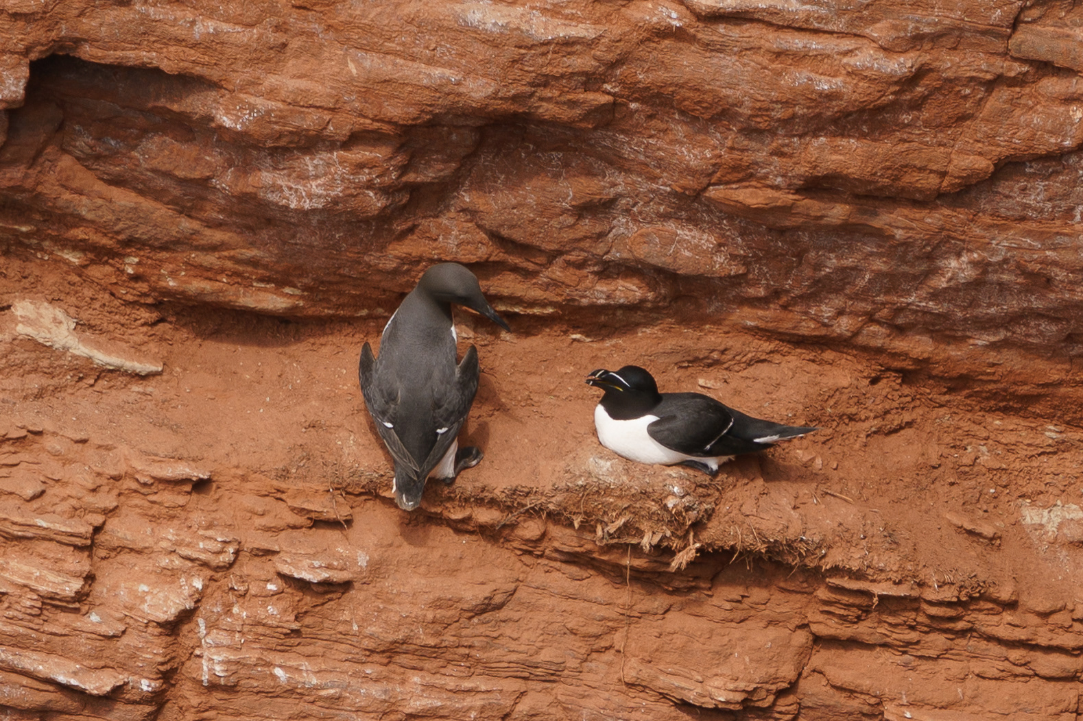 A fun comparison between a Common Guillemot (left) and a Razorbill (right)