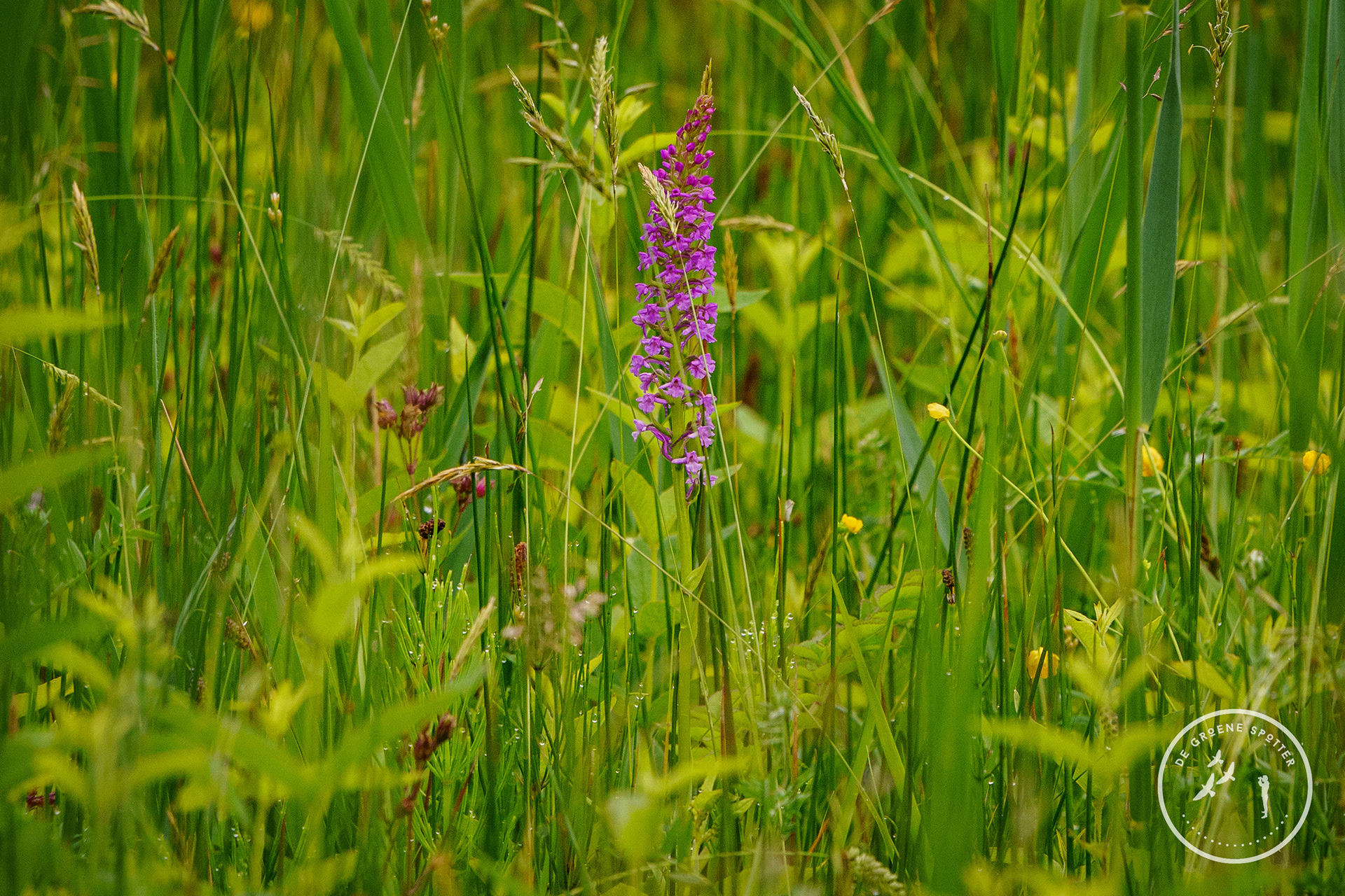 Grote muggenorchis