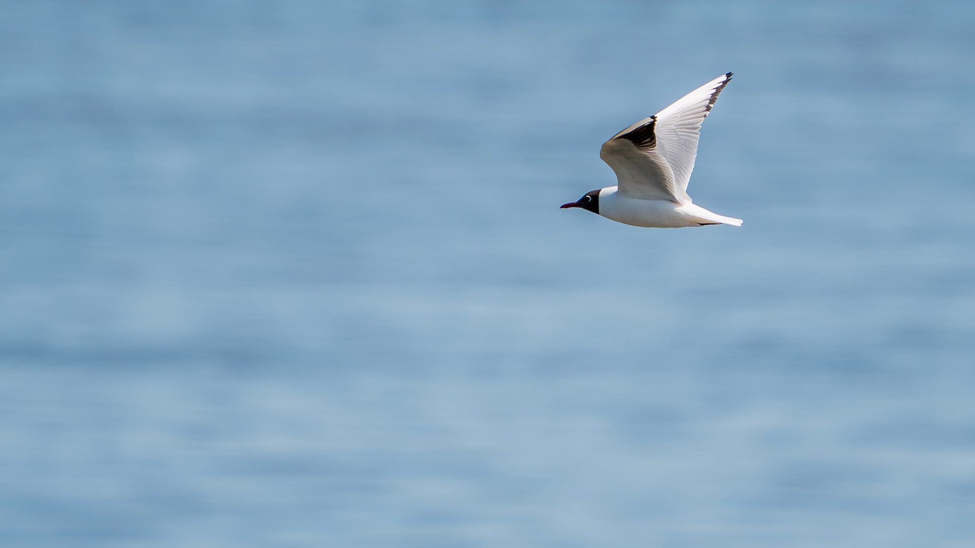 Black-headed Gull