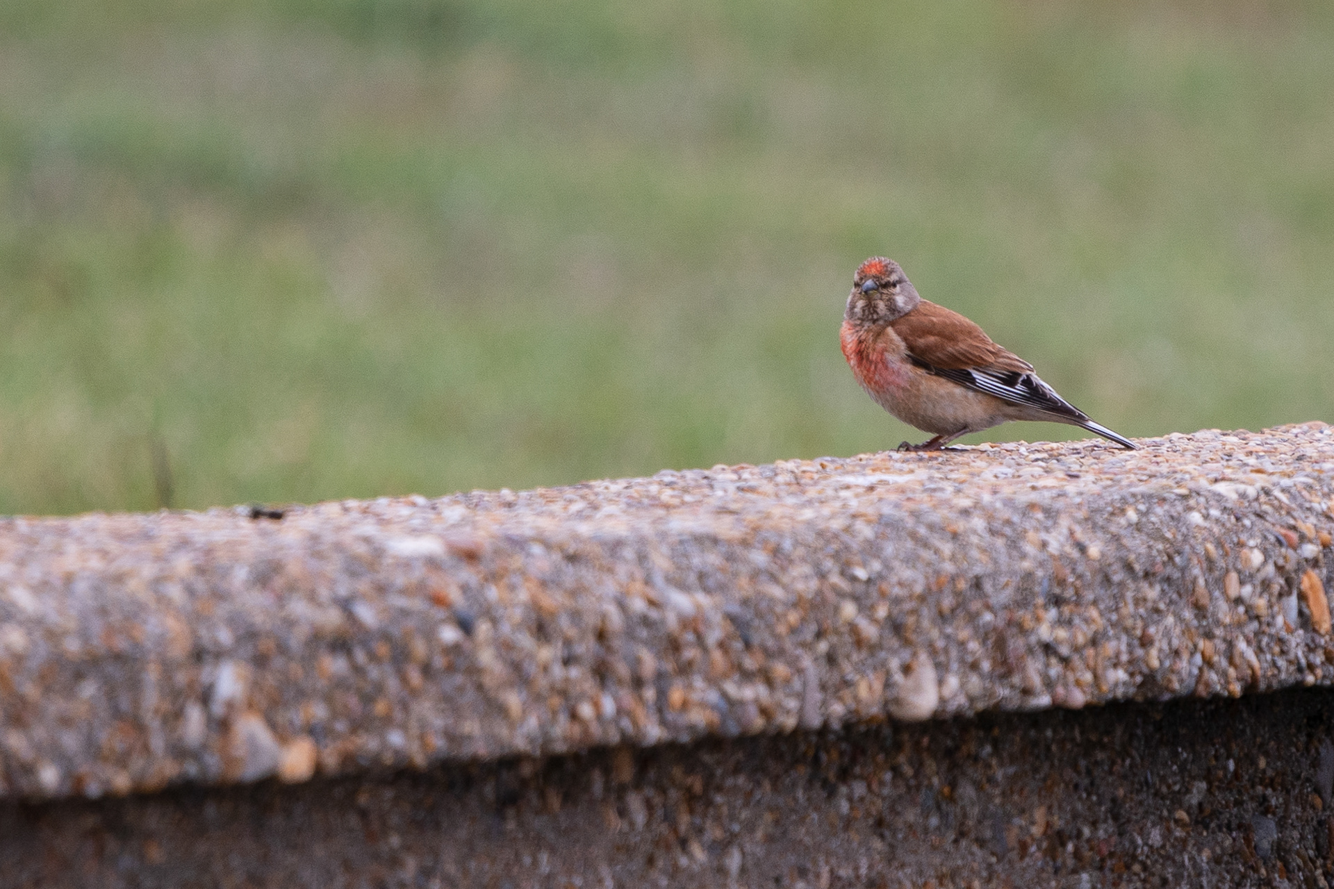 Common Linnet