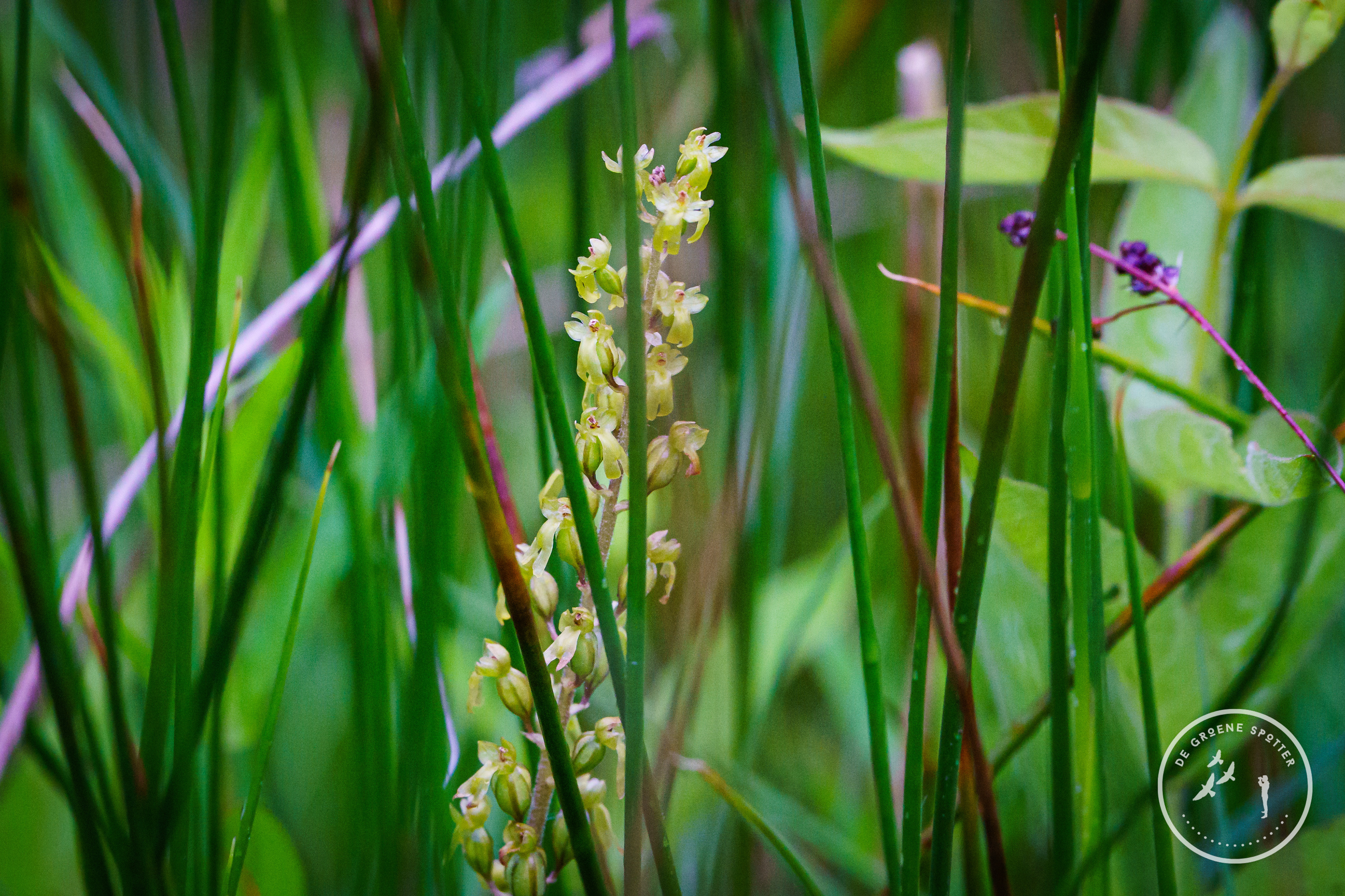 Grote keverorchis