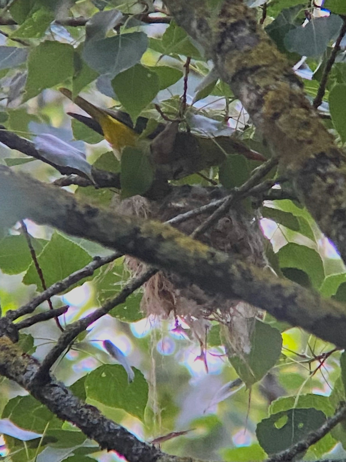 De eerste verschijning van de Wielewaal aan zijn nest - © Thierry De Bock