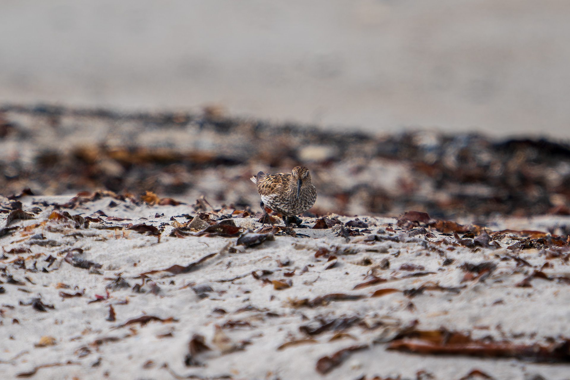 Purple Sandpiper