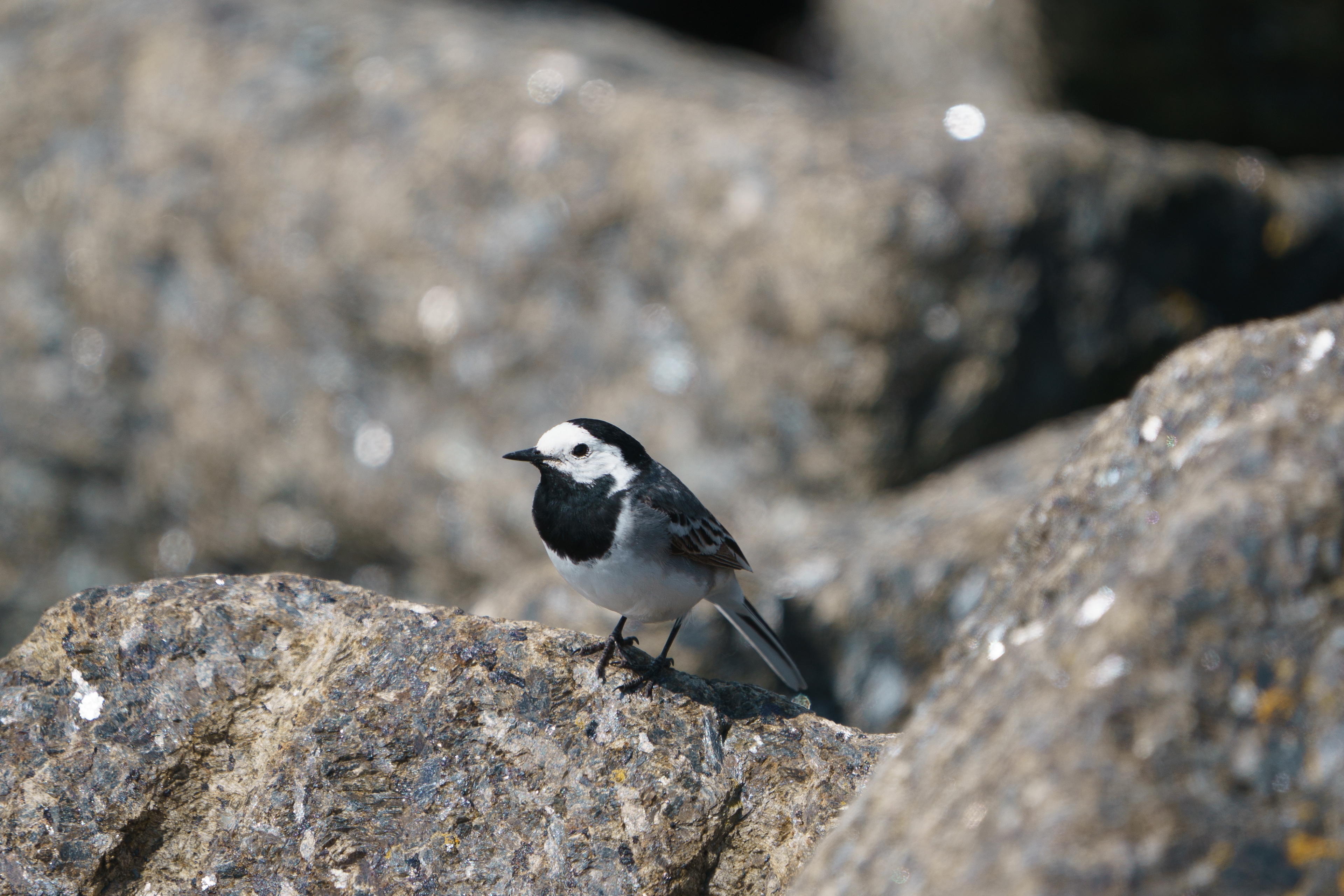 Pied Wagtail
