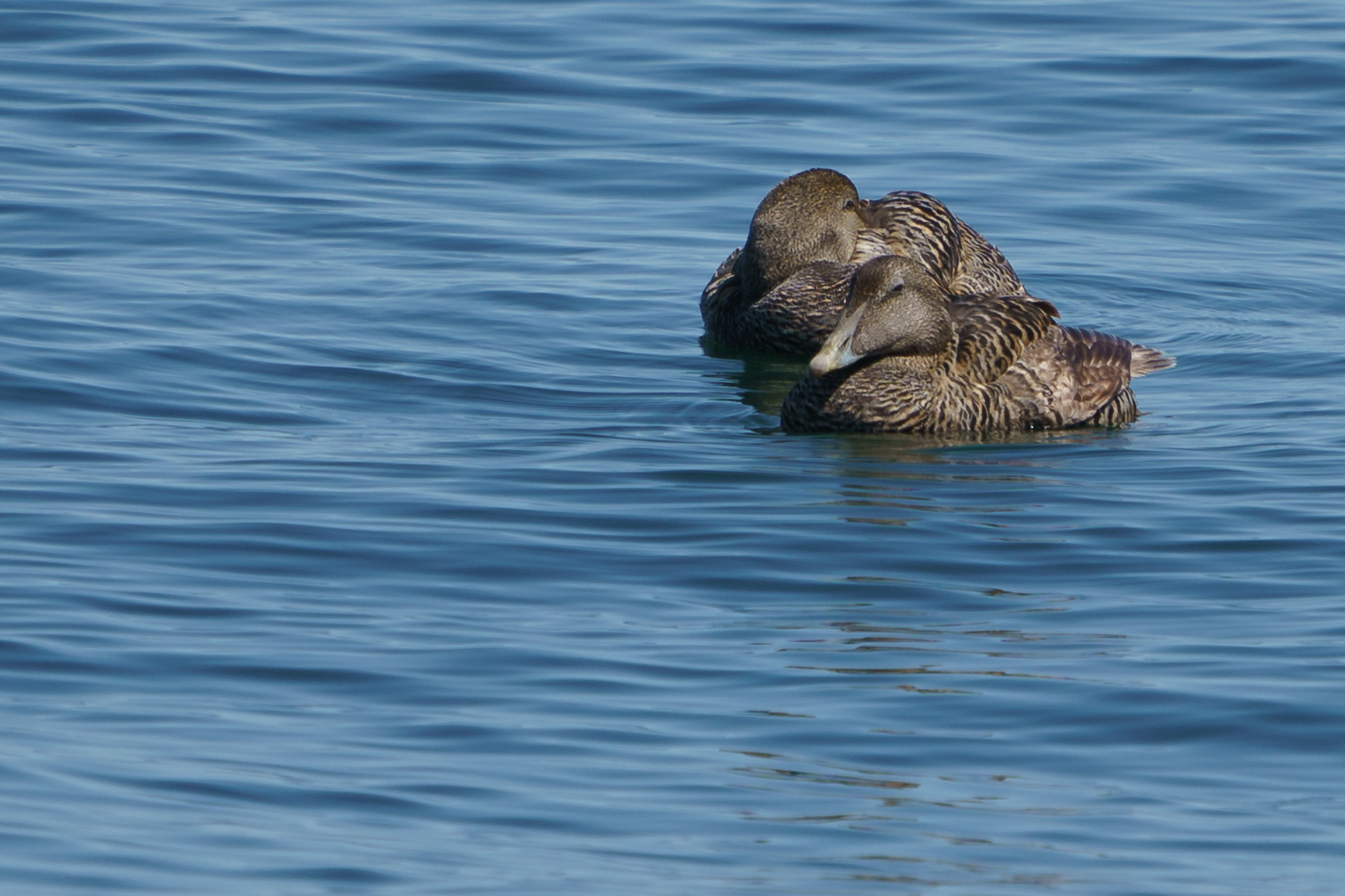 Common Eider (females)