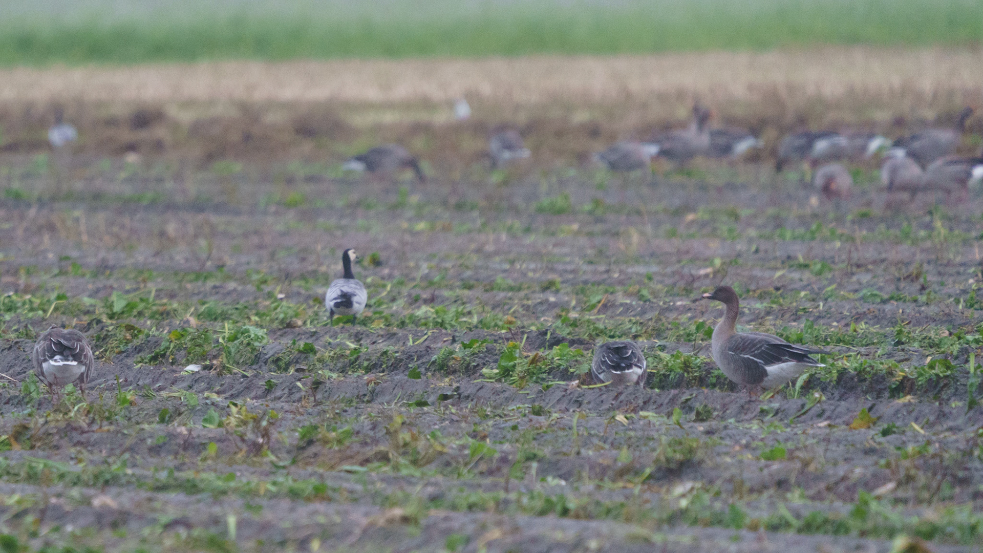 Een Kleine Rietgans, rechts in beeld