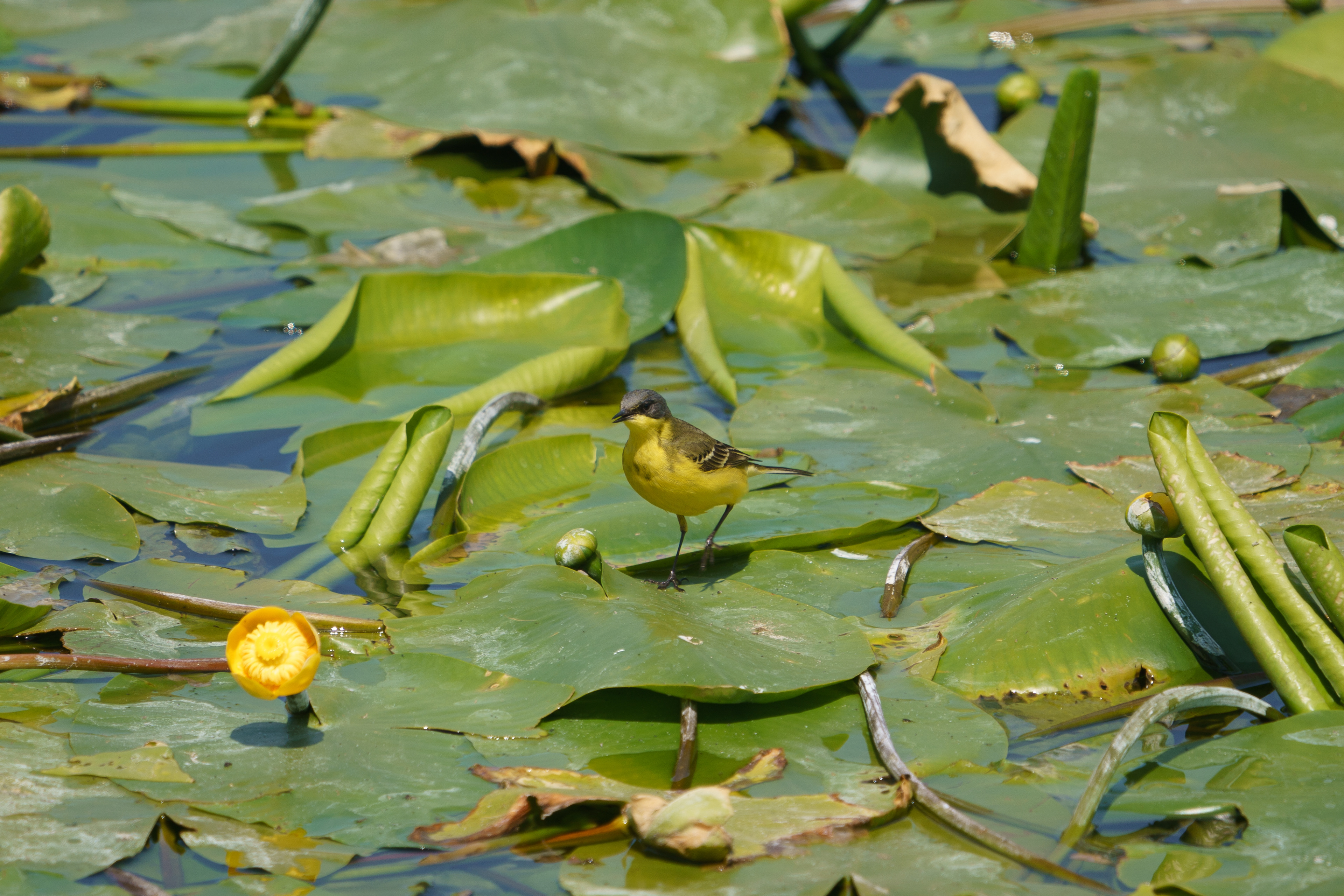Grey-headed Wagtail