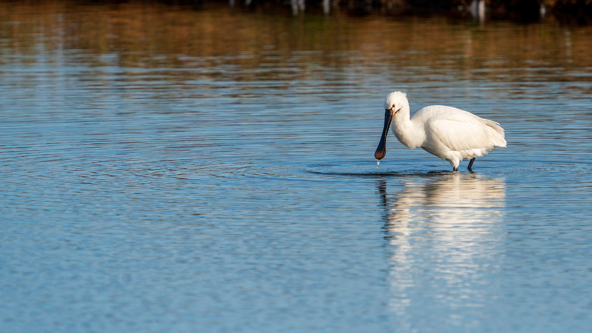 Lepel(aar) in het water
