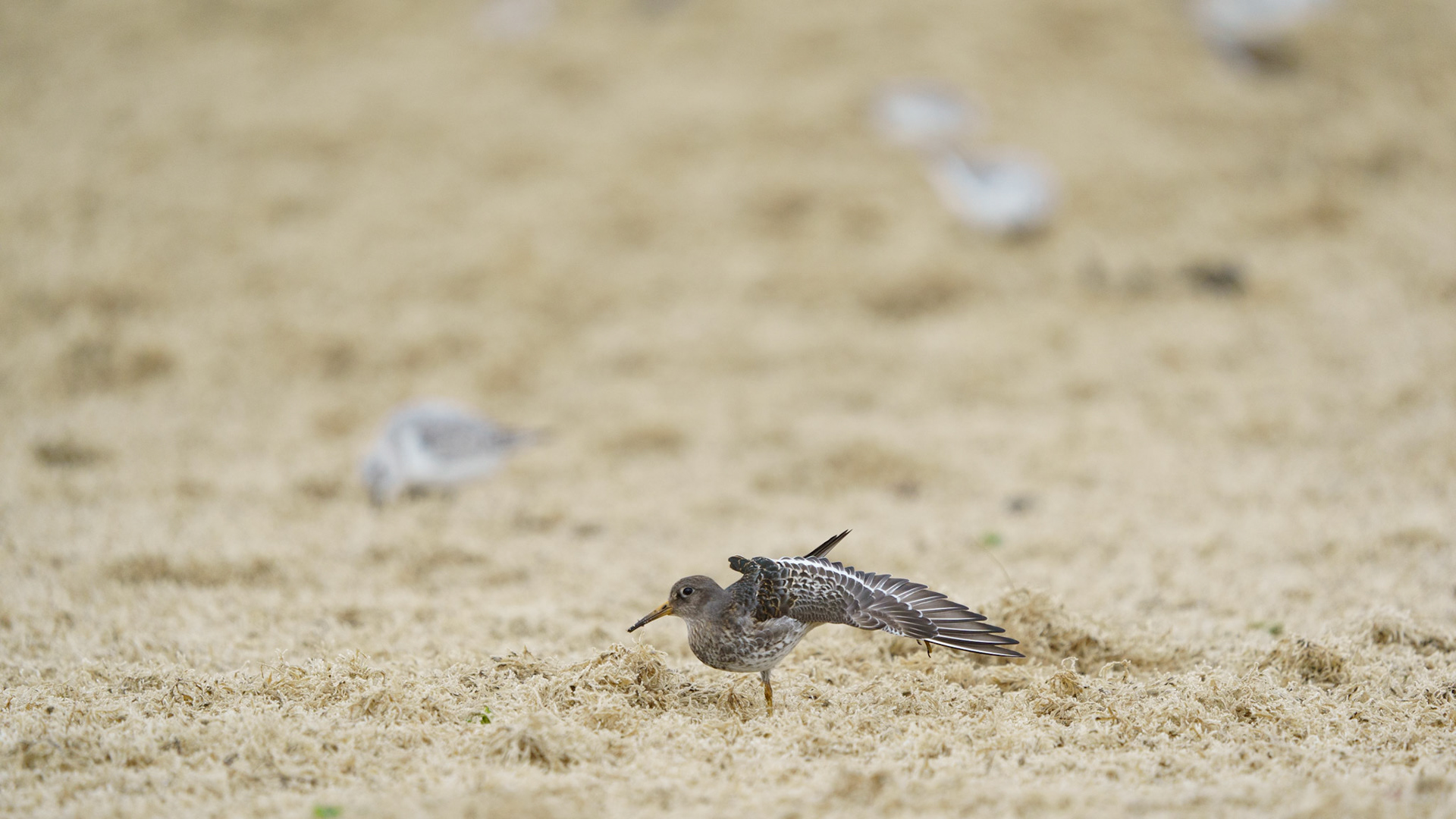 Paarse Strandloper strek je!