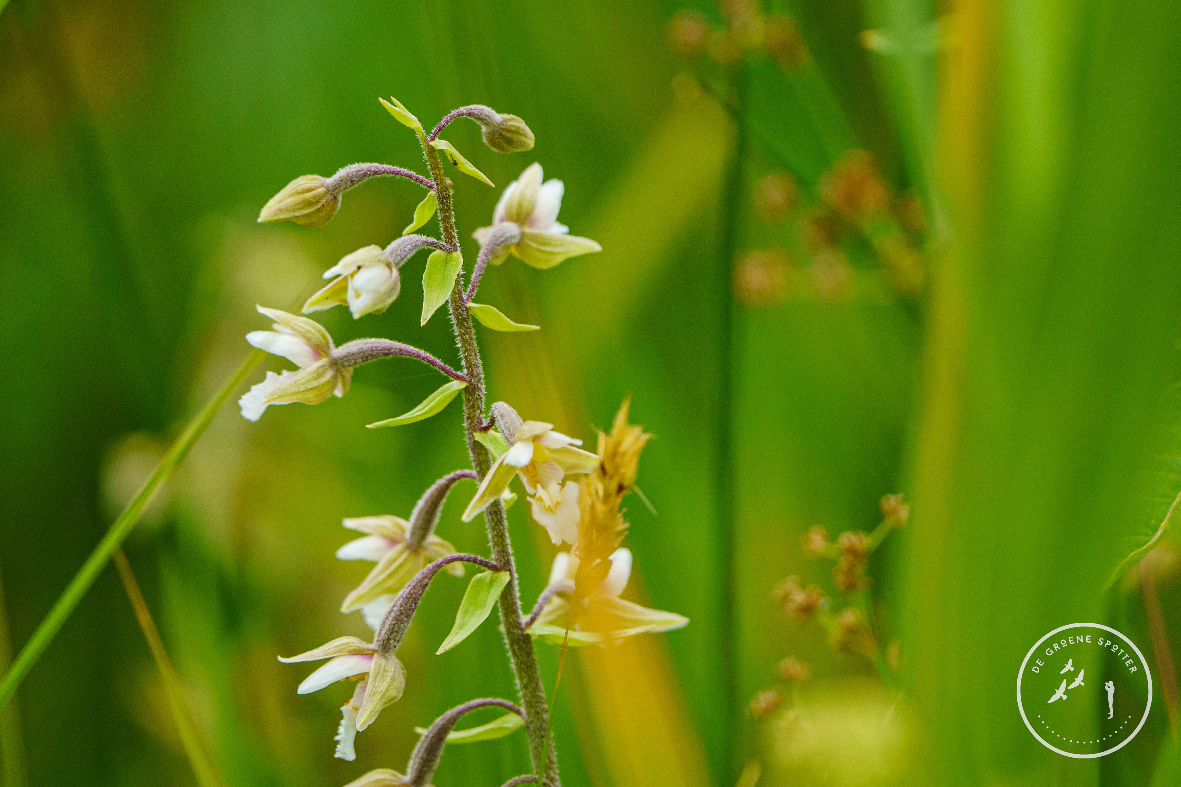 Moeraswespenorchis