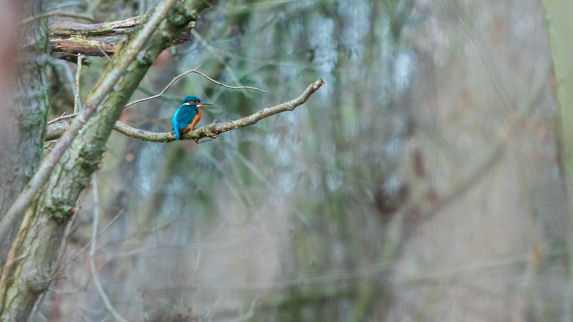 Ijsvogel vrouwtje, let op de oranje ondersnavel