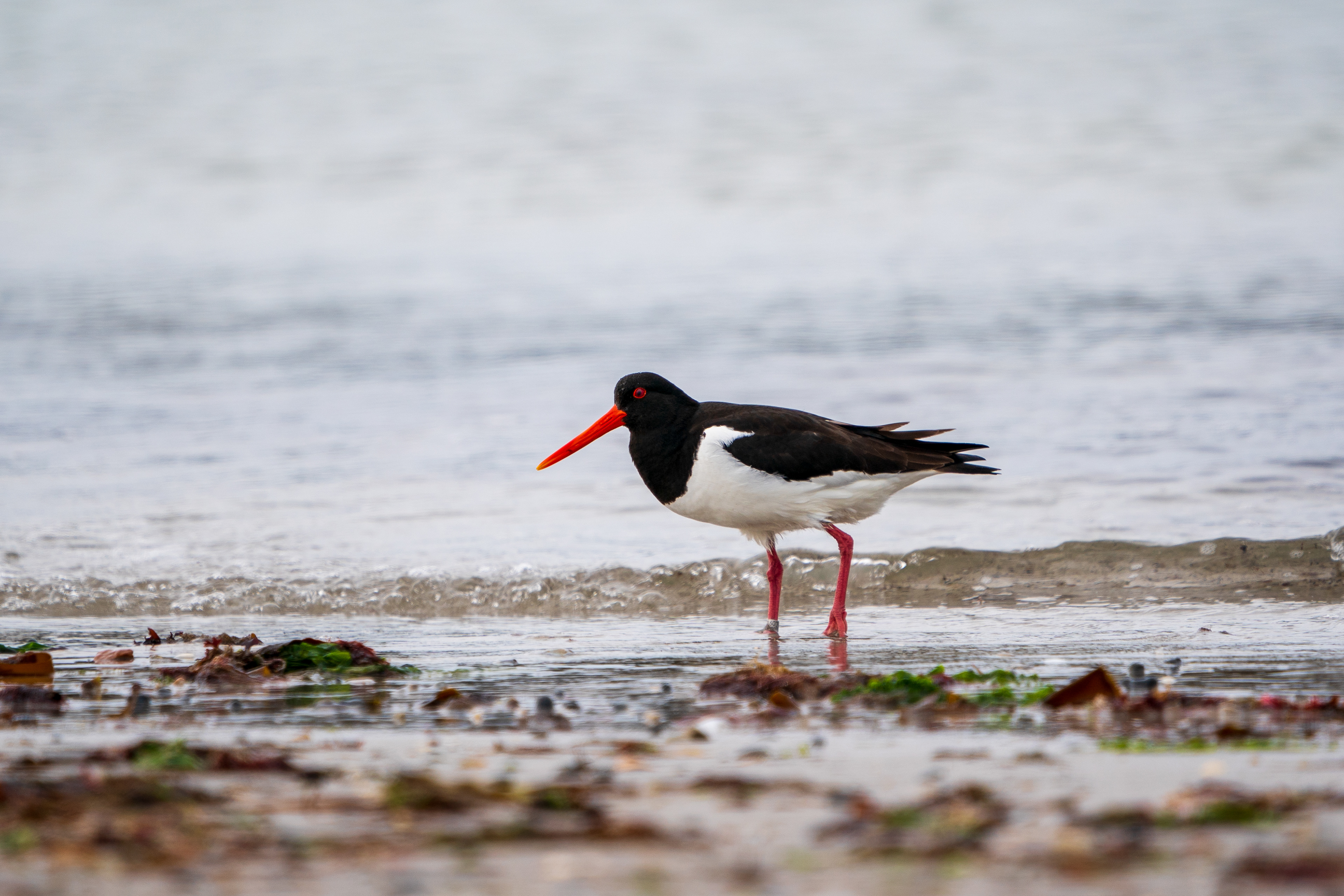 Eurasian Oystercatcher