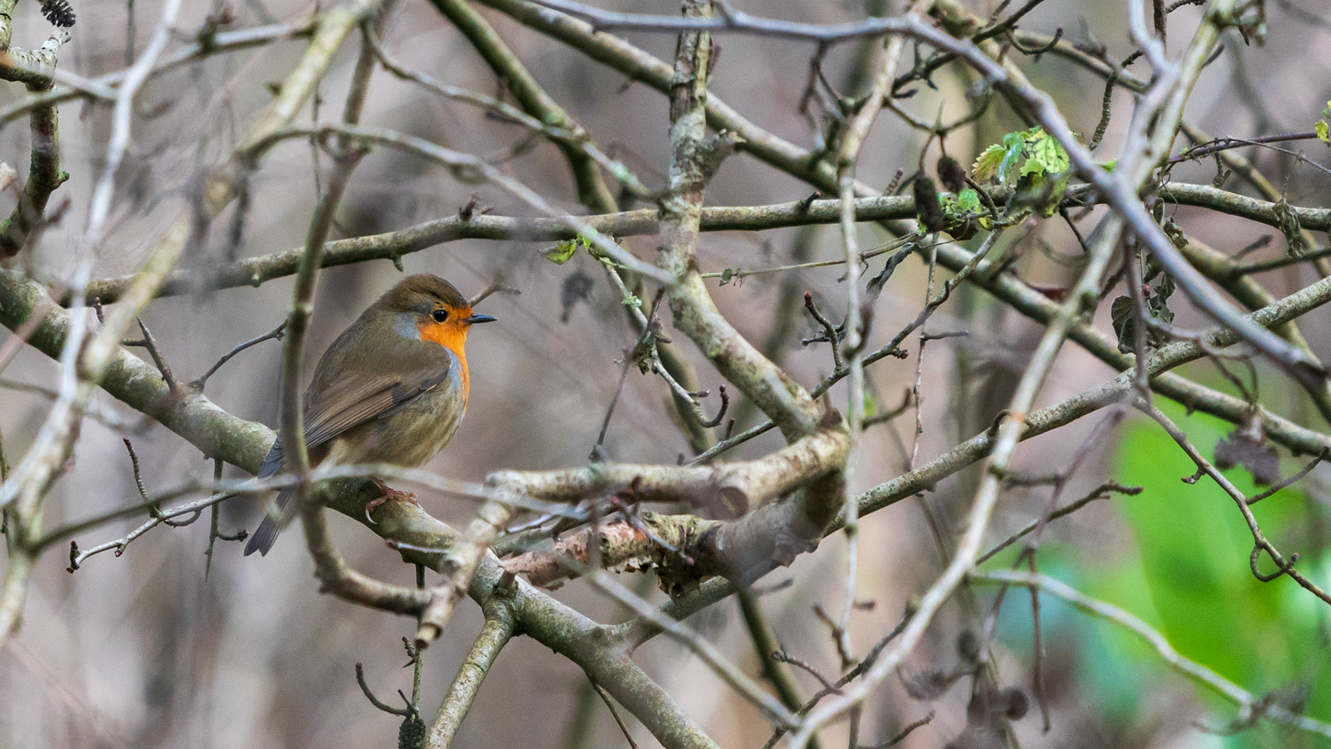 Roodborst