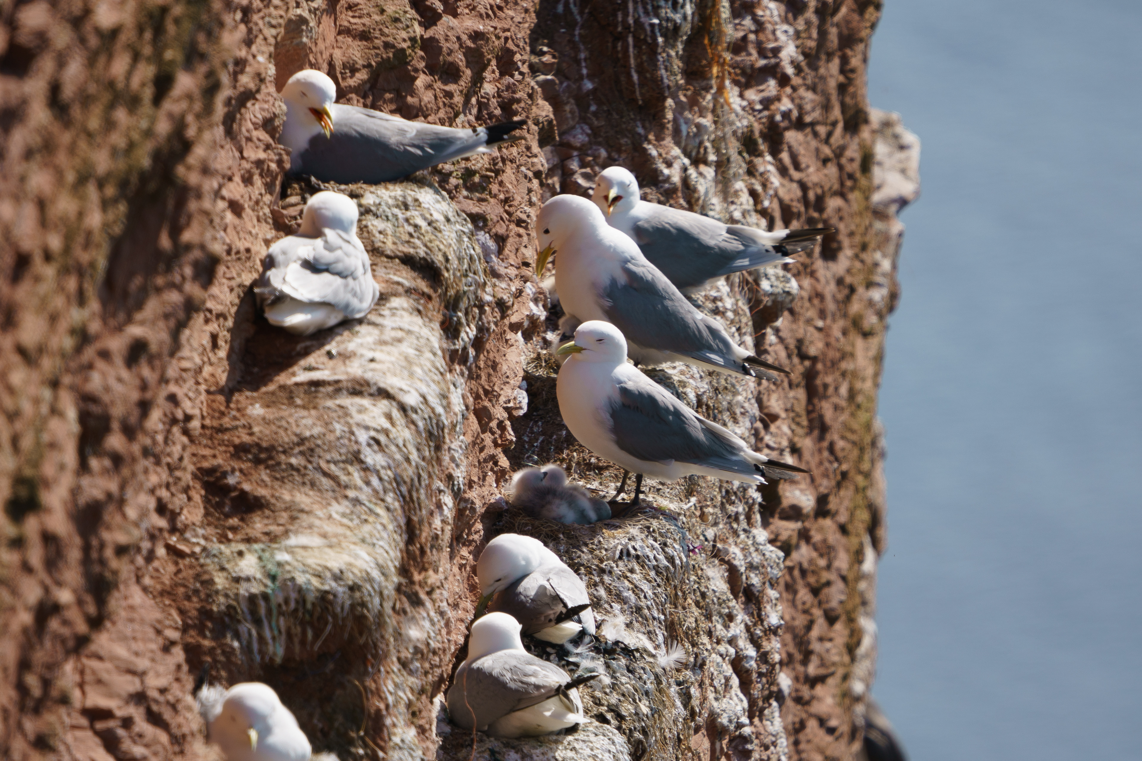 Breeding Kittiwakes with a juvenile in the middle