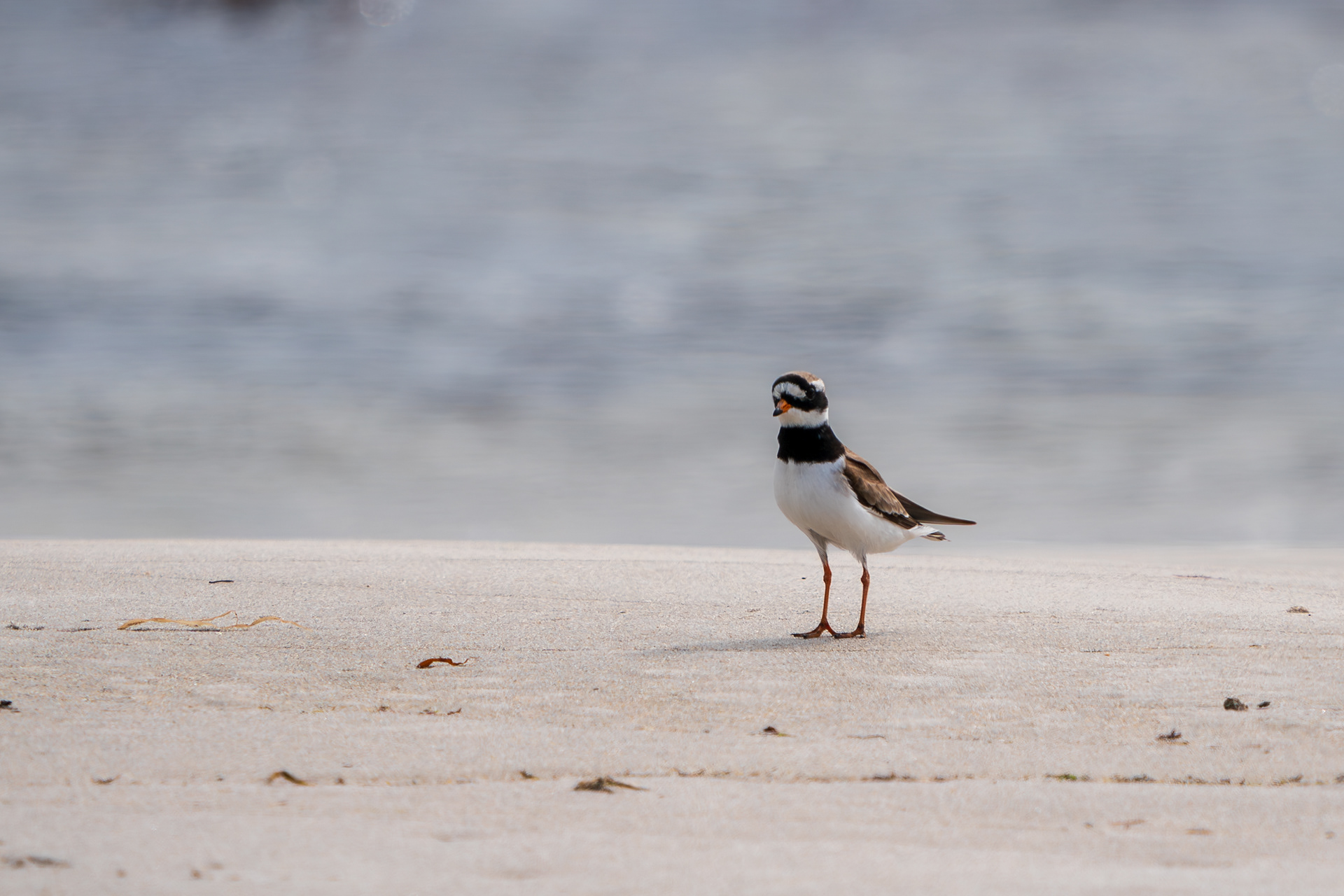 Common Ringed Plover