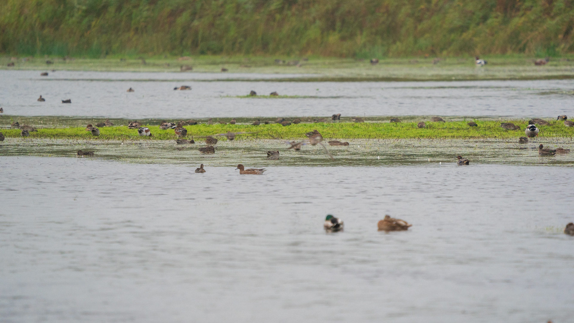 Een mooie variatie aan eenden: Smient, Wintertaling, Wilde Eend, Slobeend, ....