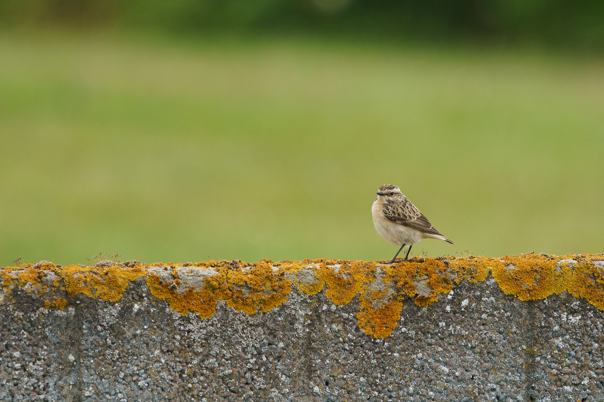 Northern Weatear