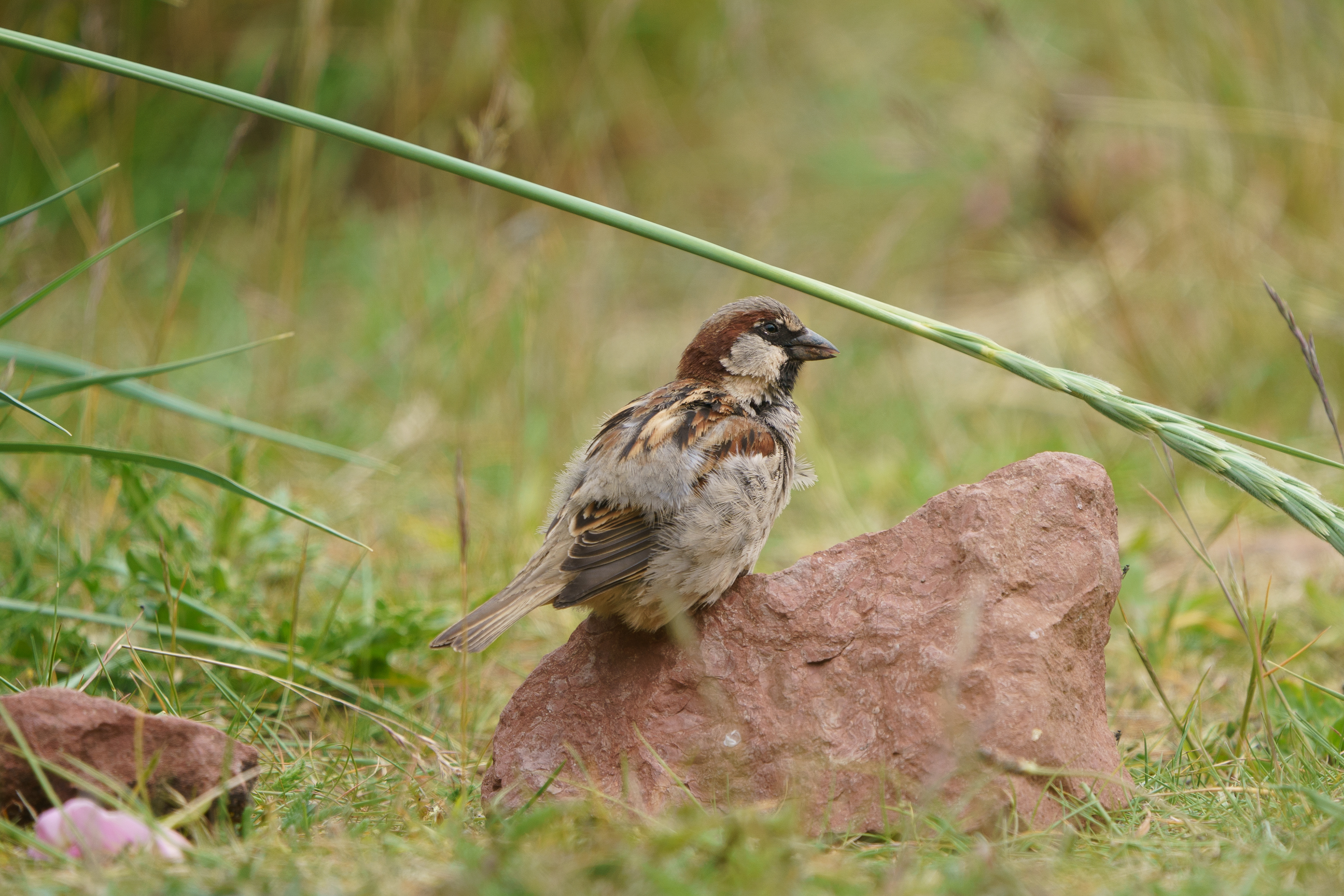 House Sparrow