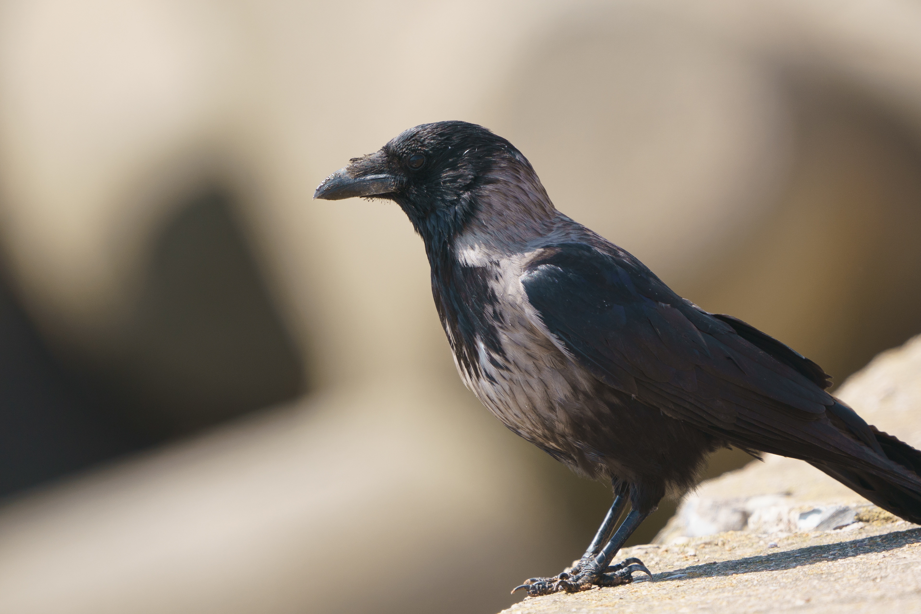 Hooded Crow