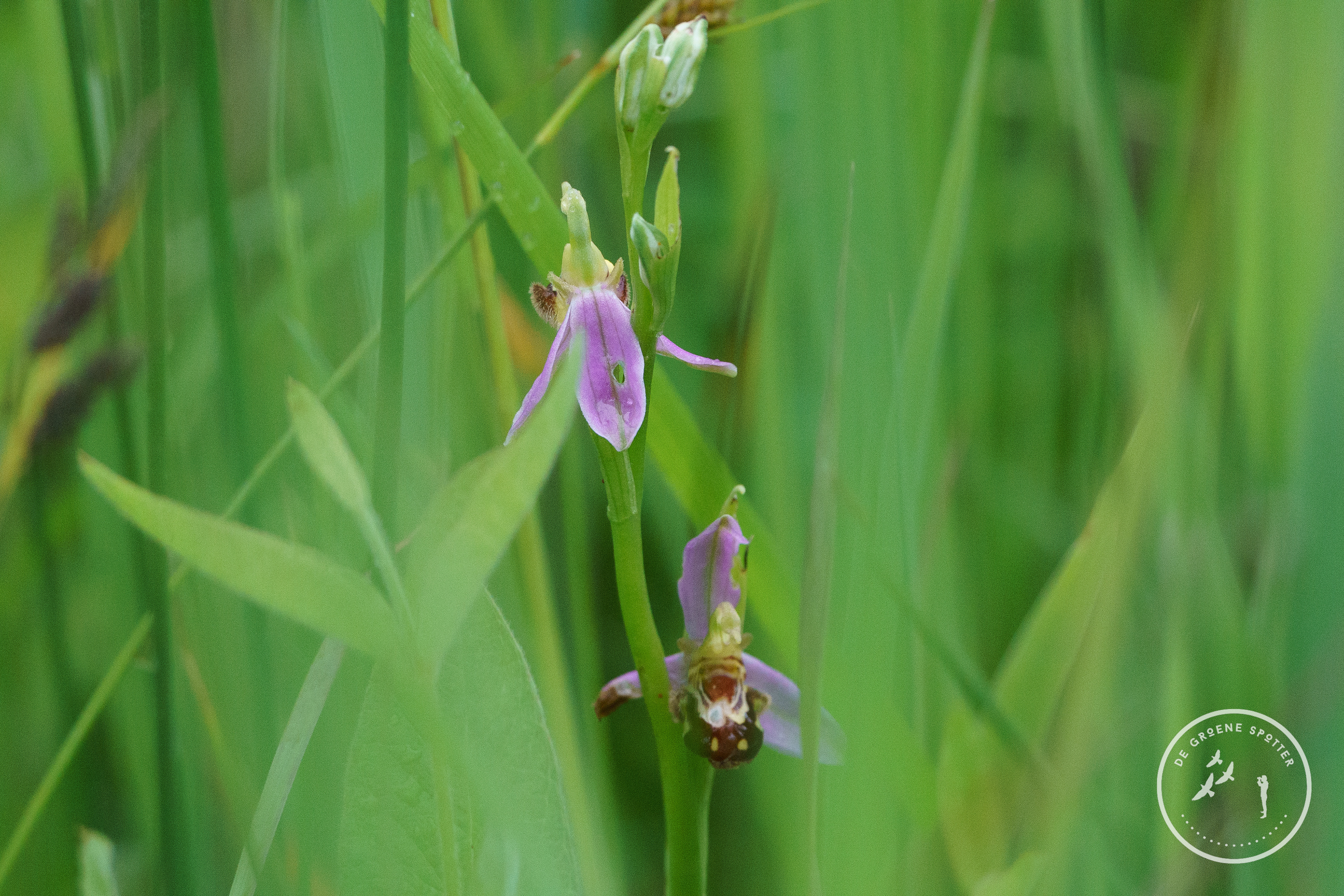 Bijenorchis