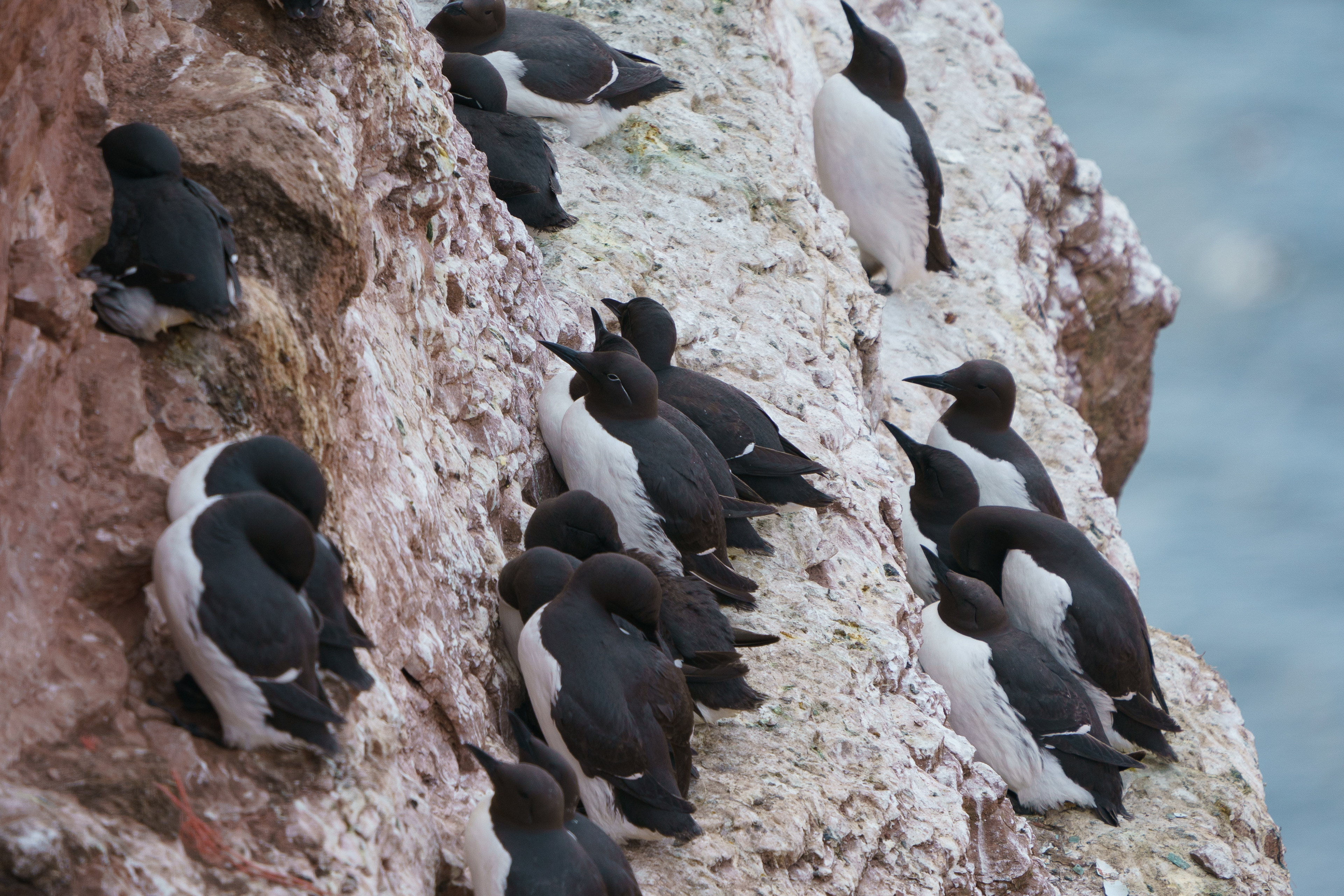In the middle you'll see NOT a Spectacled Guillemot, but a Common Guillemot with specs ;-)