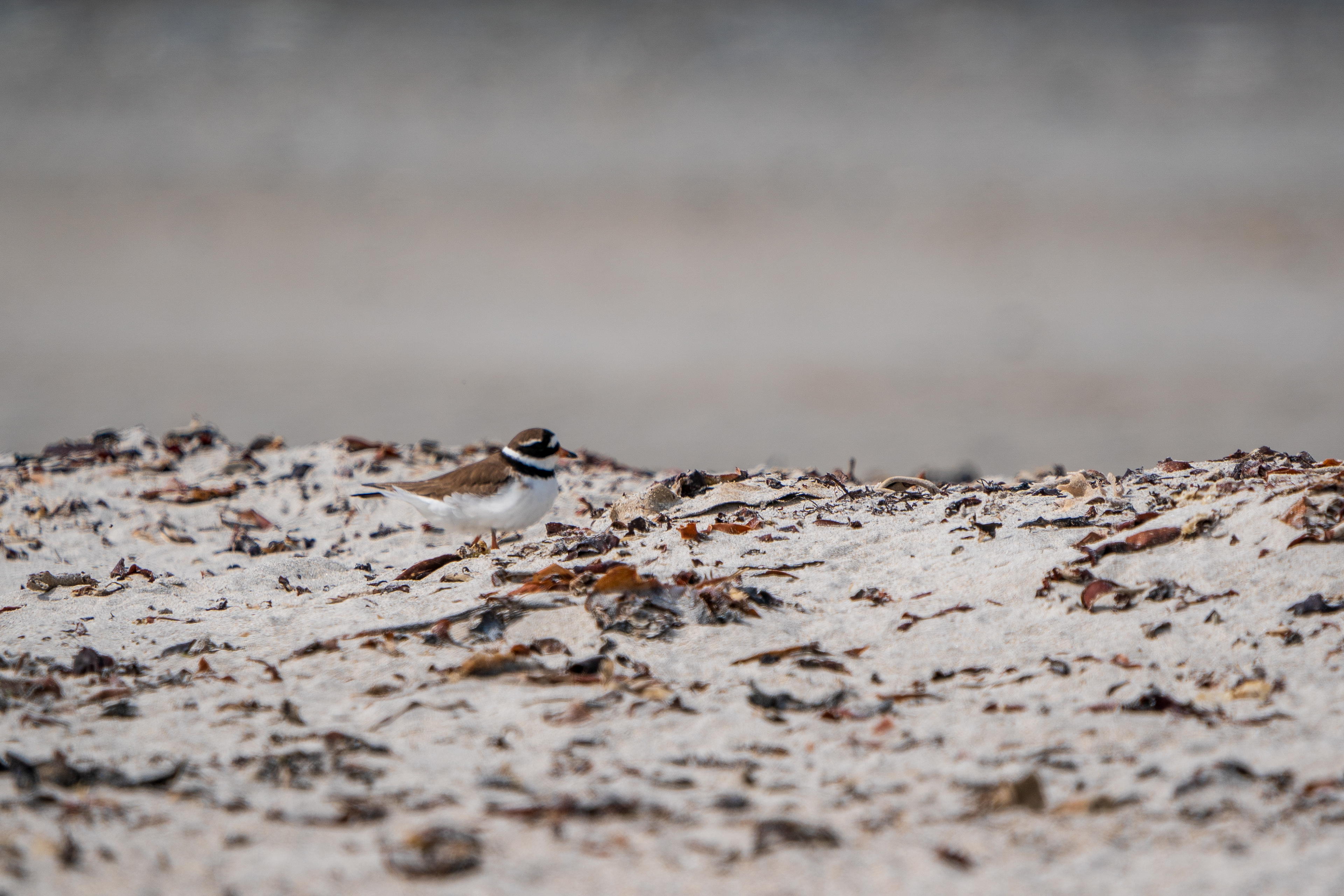 Common Ringed Plover