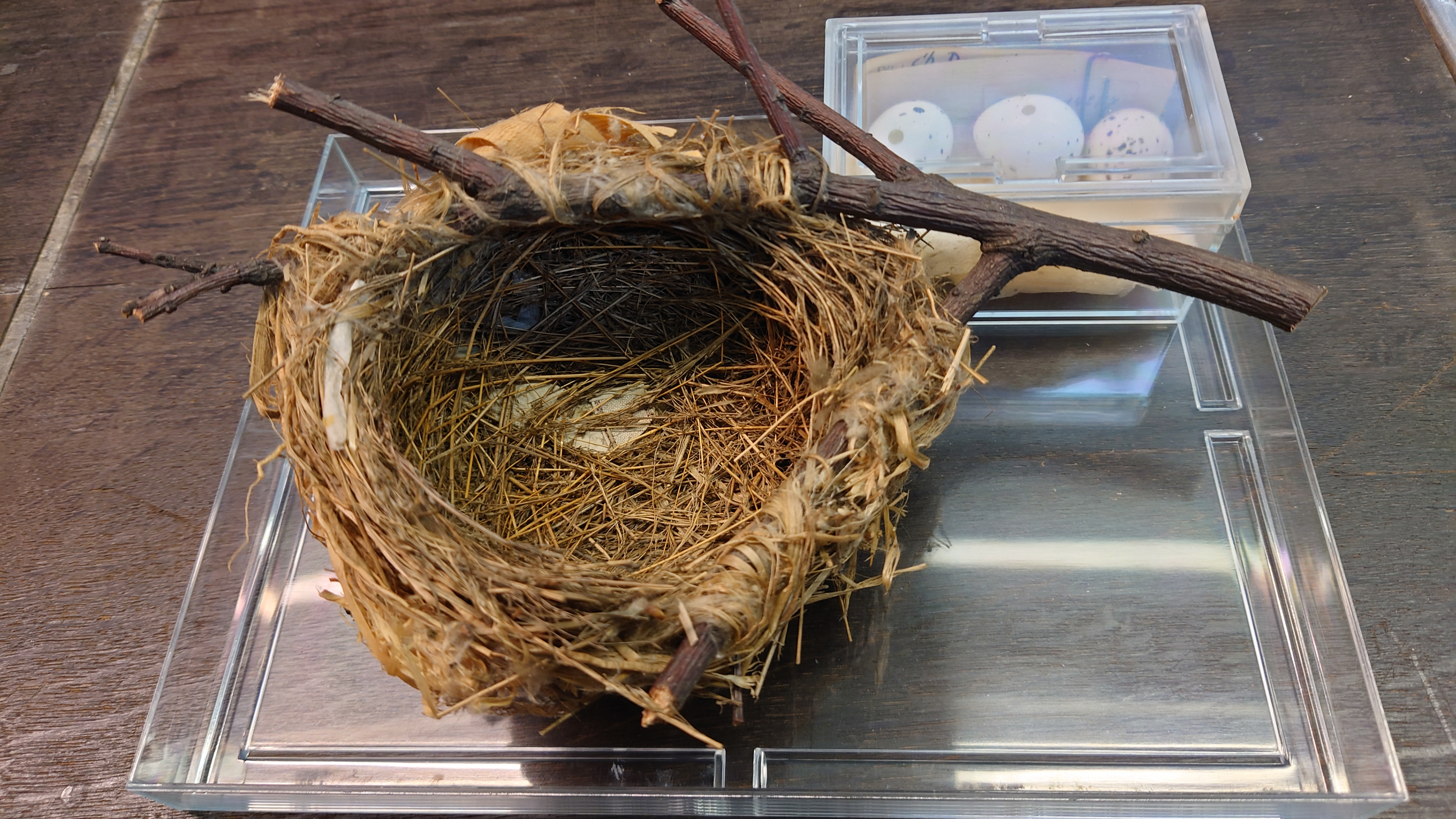 Het gewoven nest van de Wielewaal