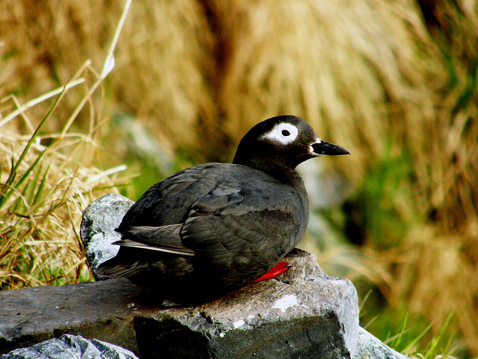 This is not my own picture of a Spectacled Guillemot - Eliezg - CC BY 3.0, https://commons.wikimedia.org/w/index.php?curid=3224607
