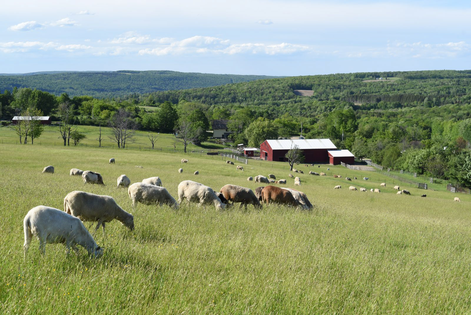 current Farm Sanctuary site
