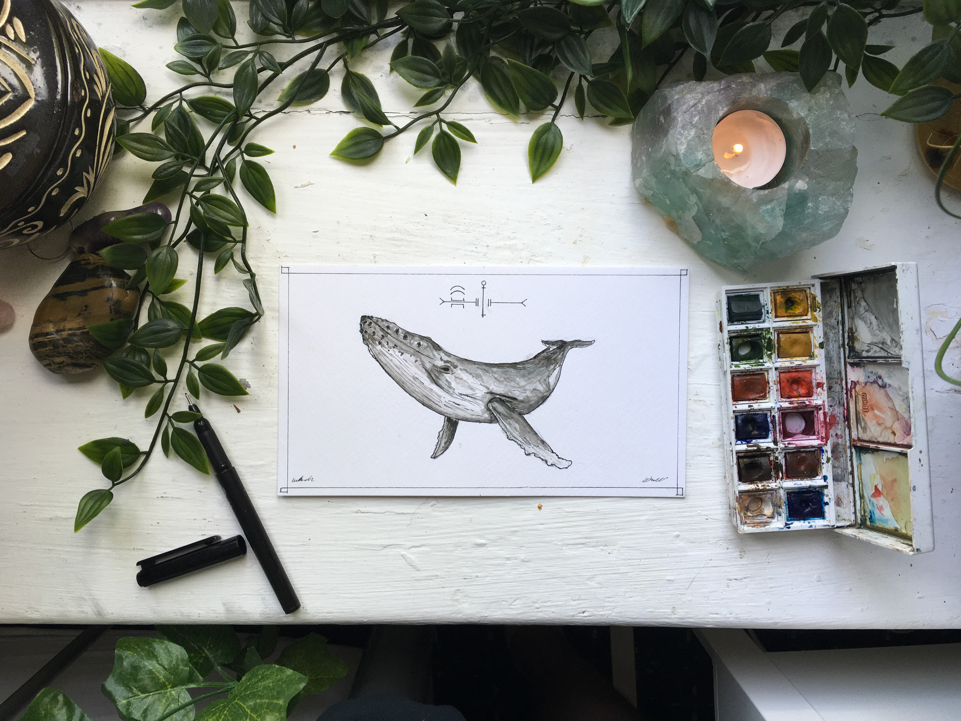 Humpback Whale