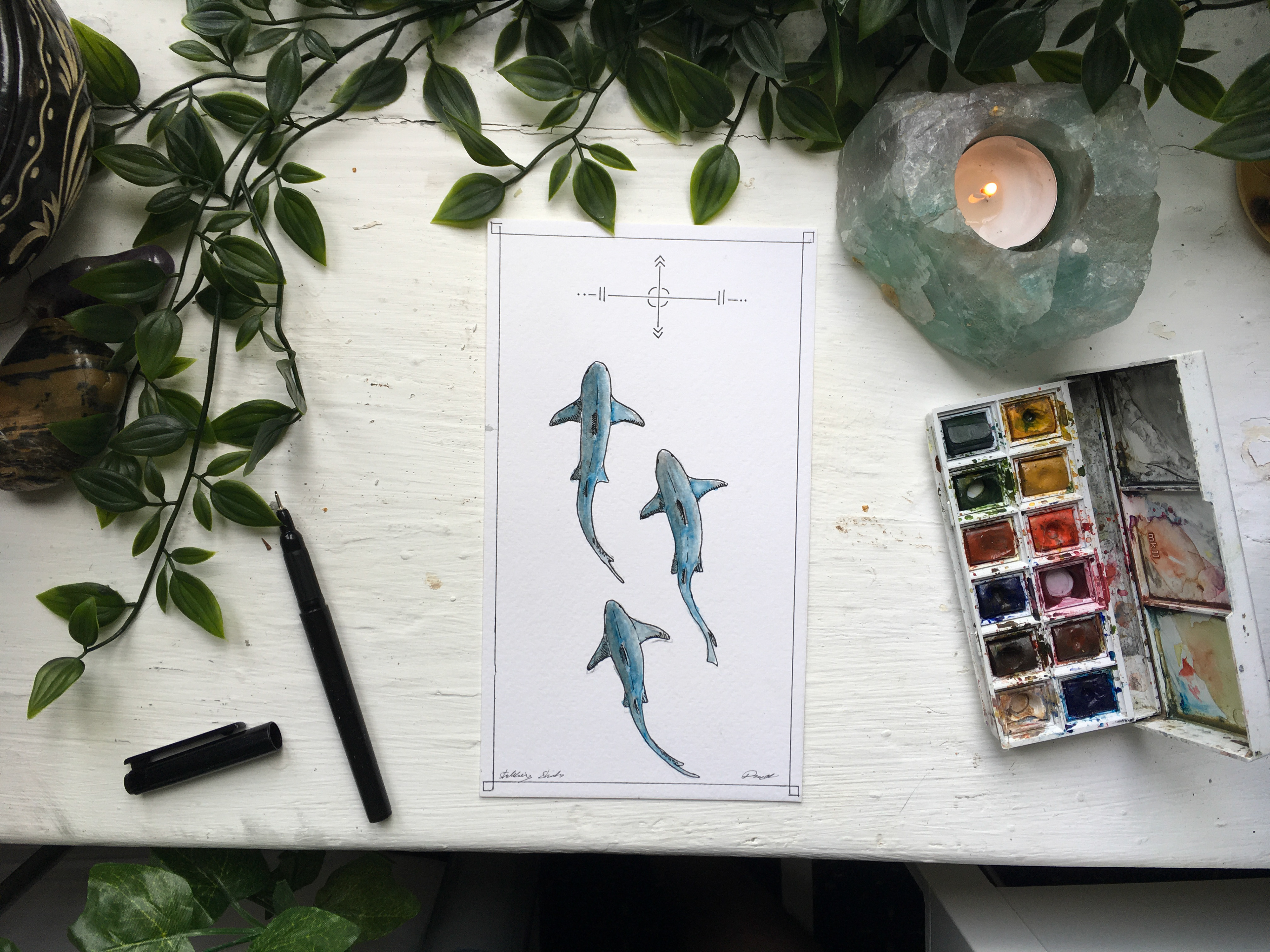 Stalking Sharks