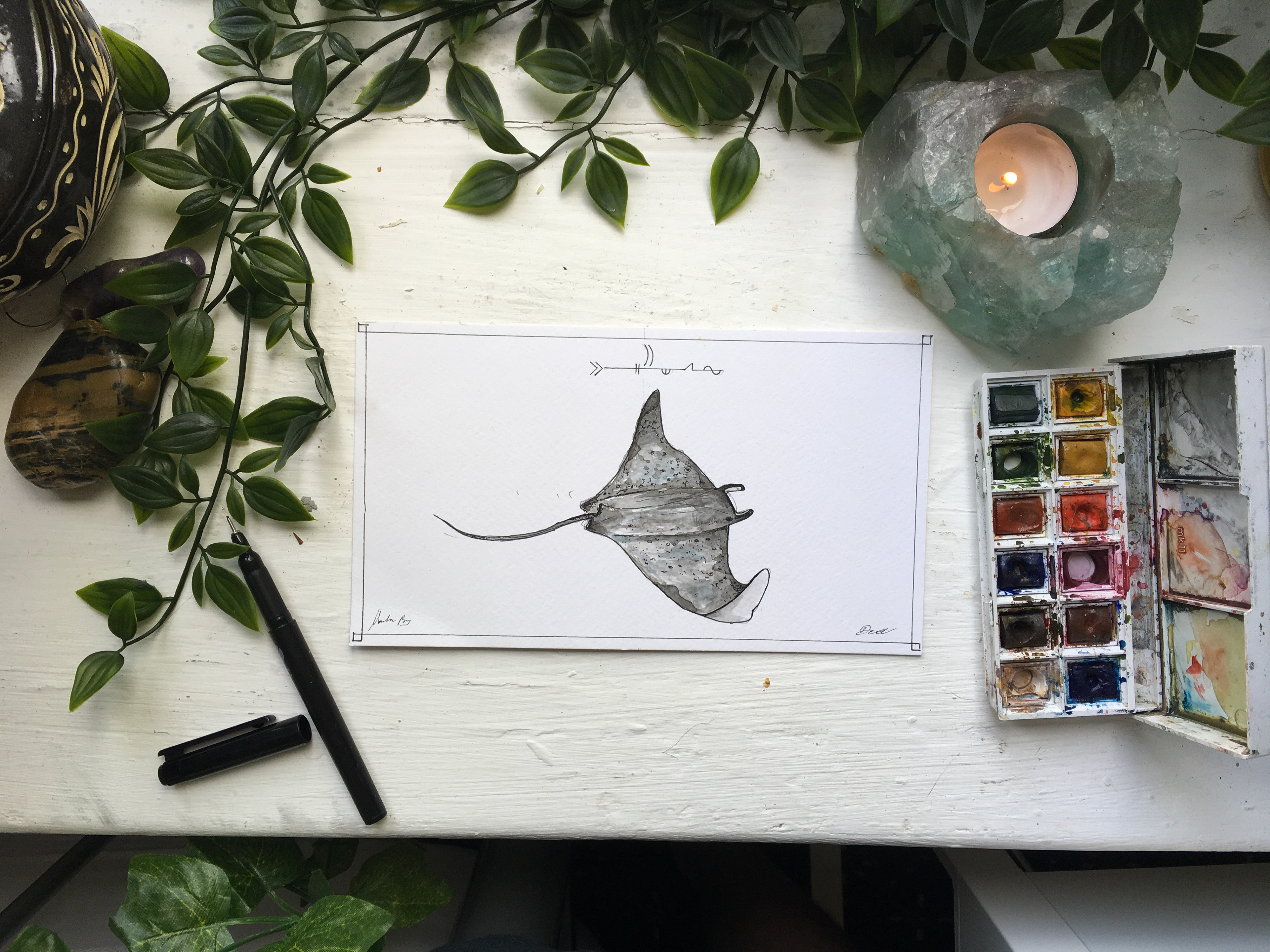 Manta Ray