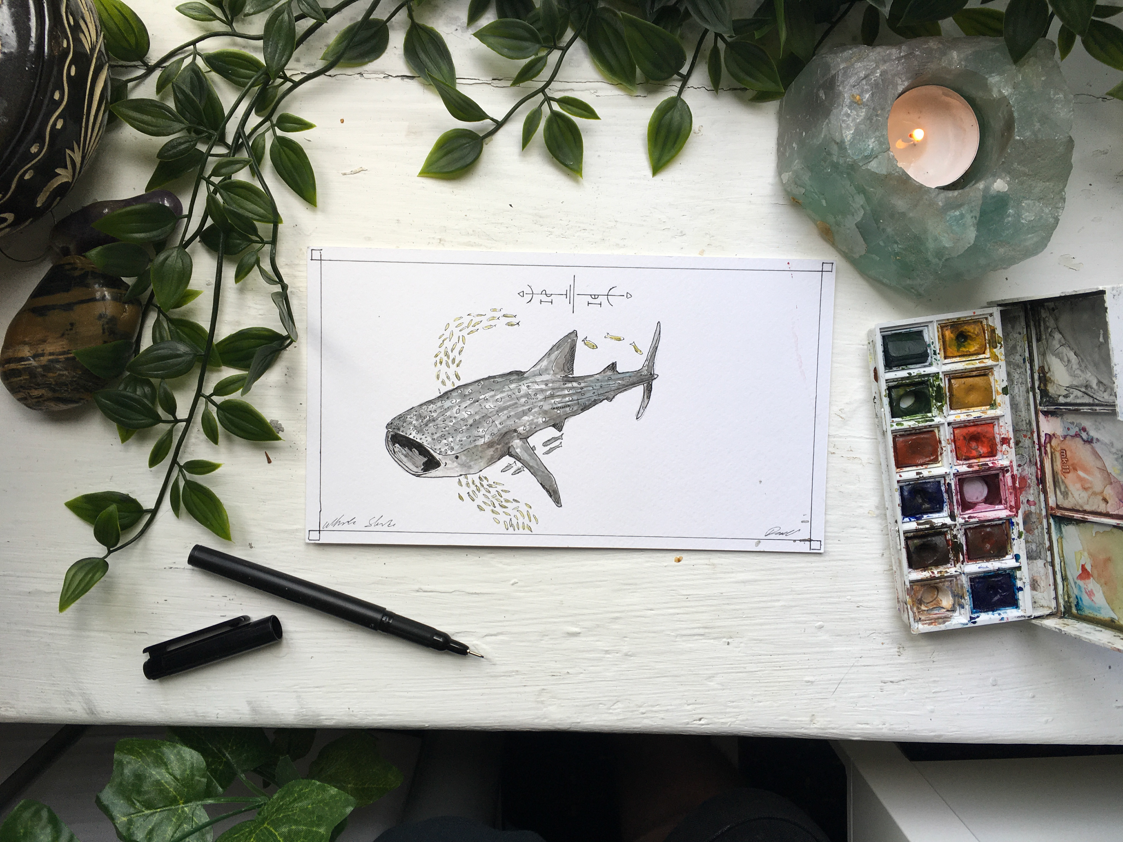 Whale Shark