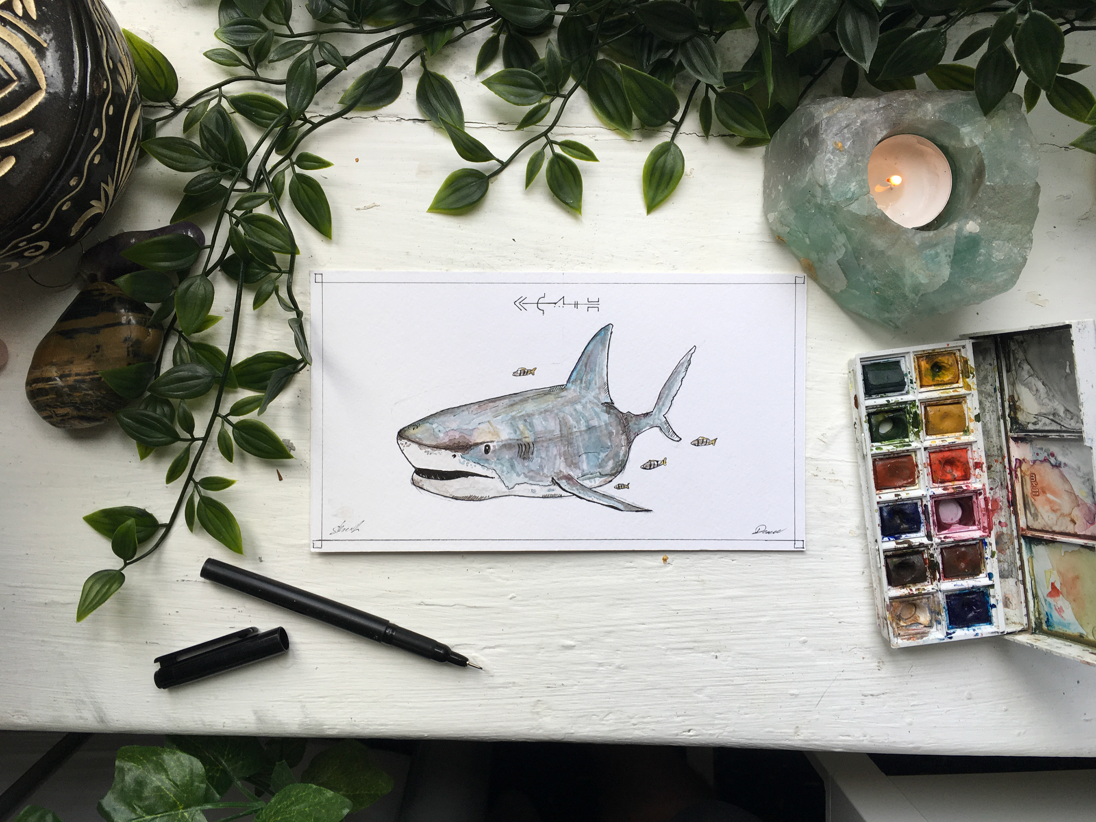 Great White Shark