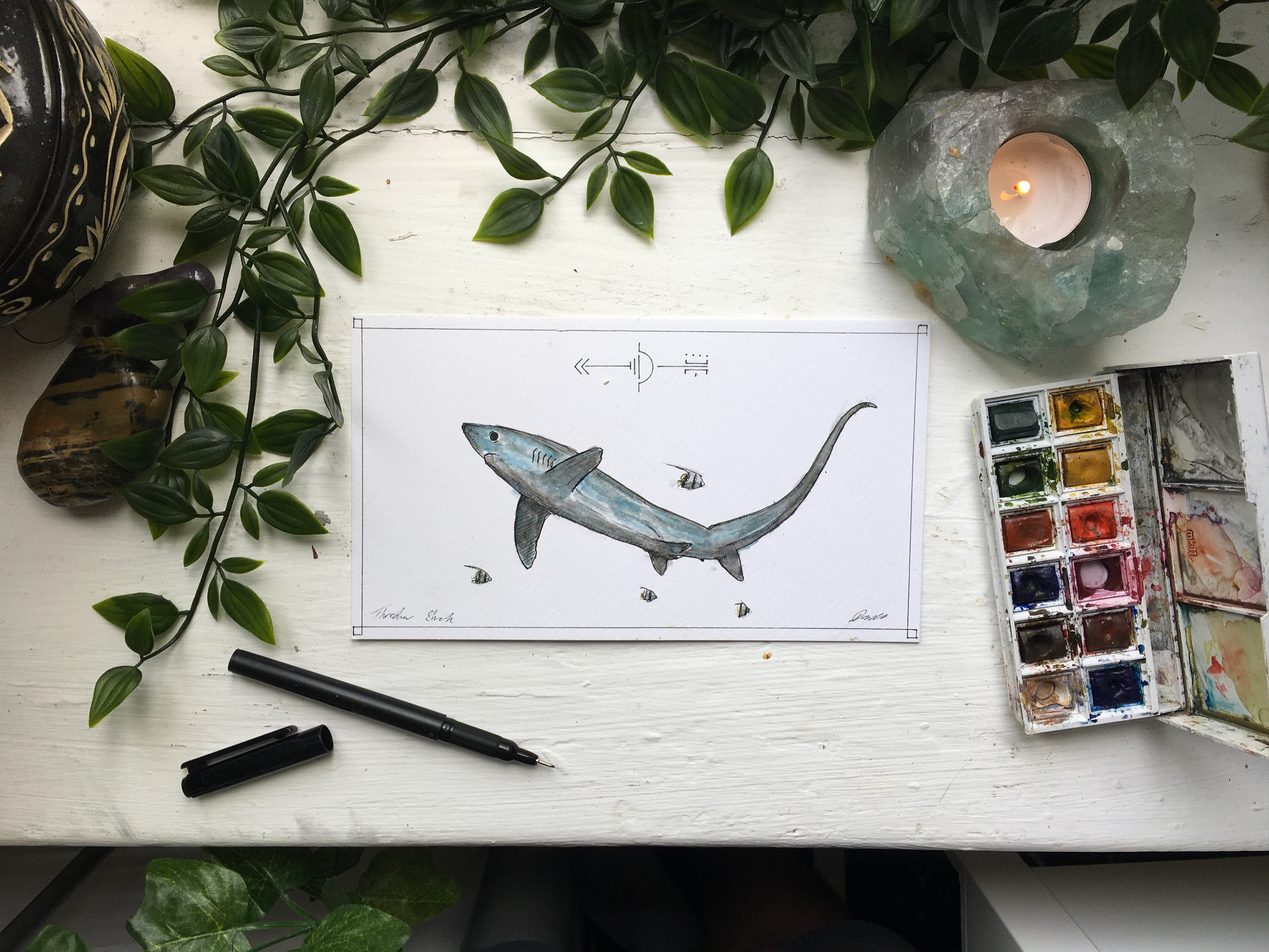 Thresher Shark