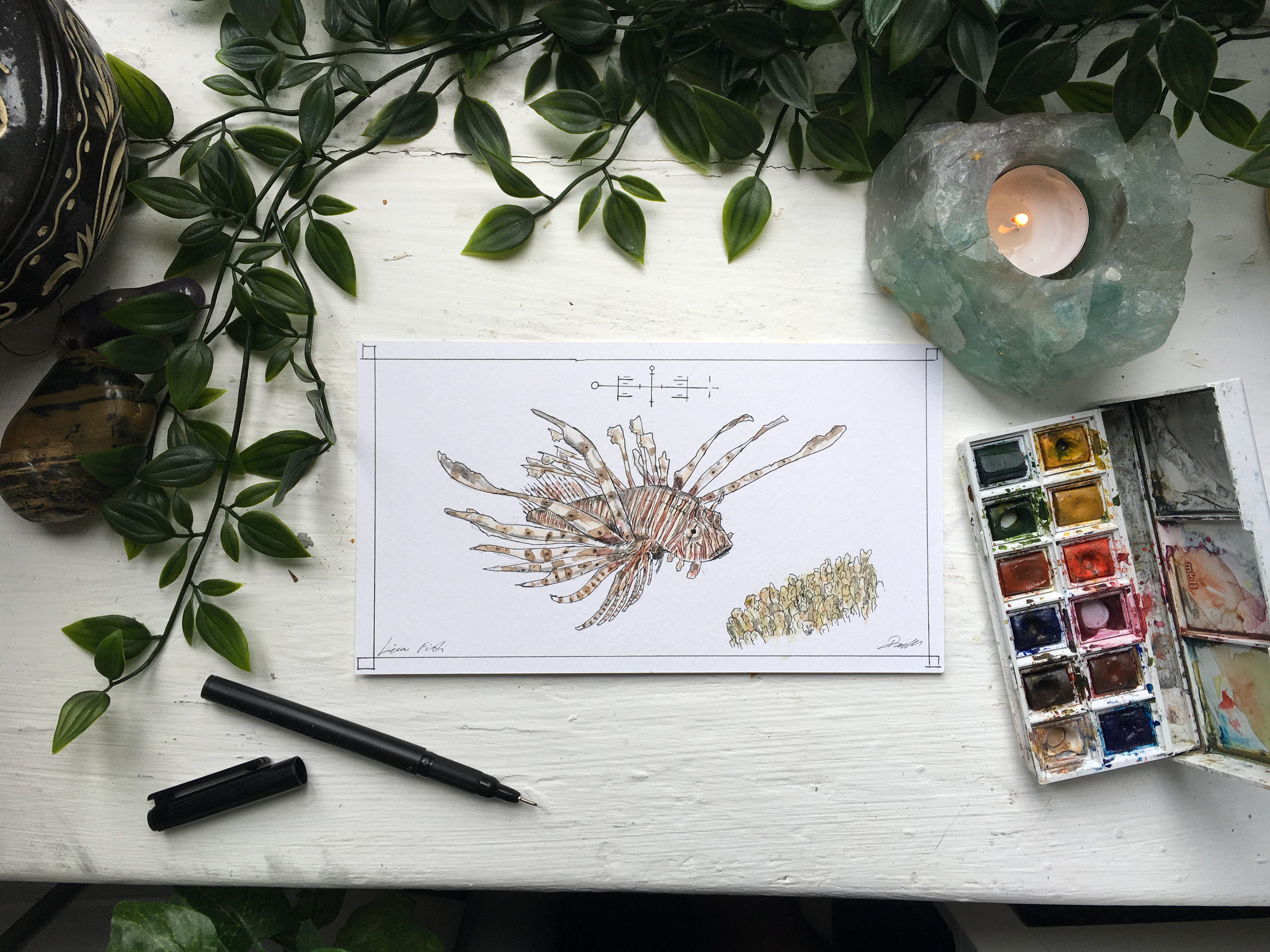 Lionfish