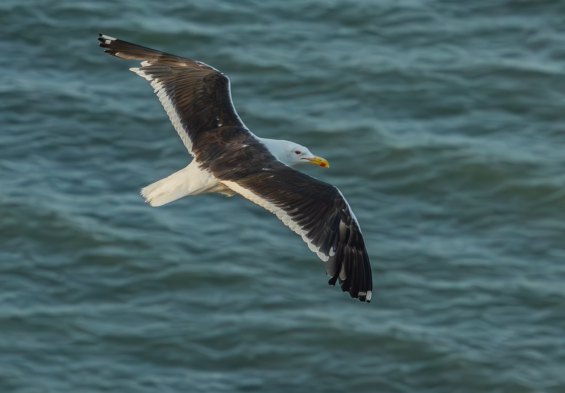Great Black-backed Gull