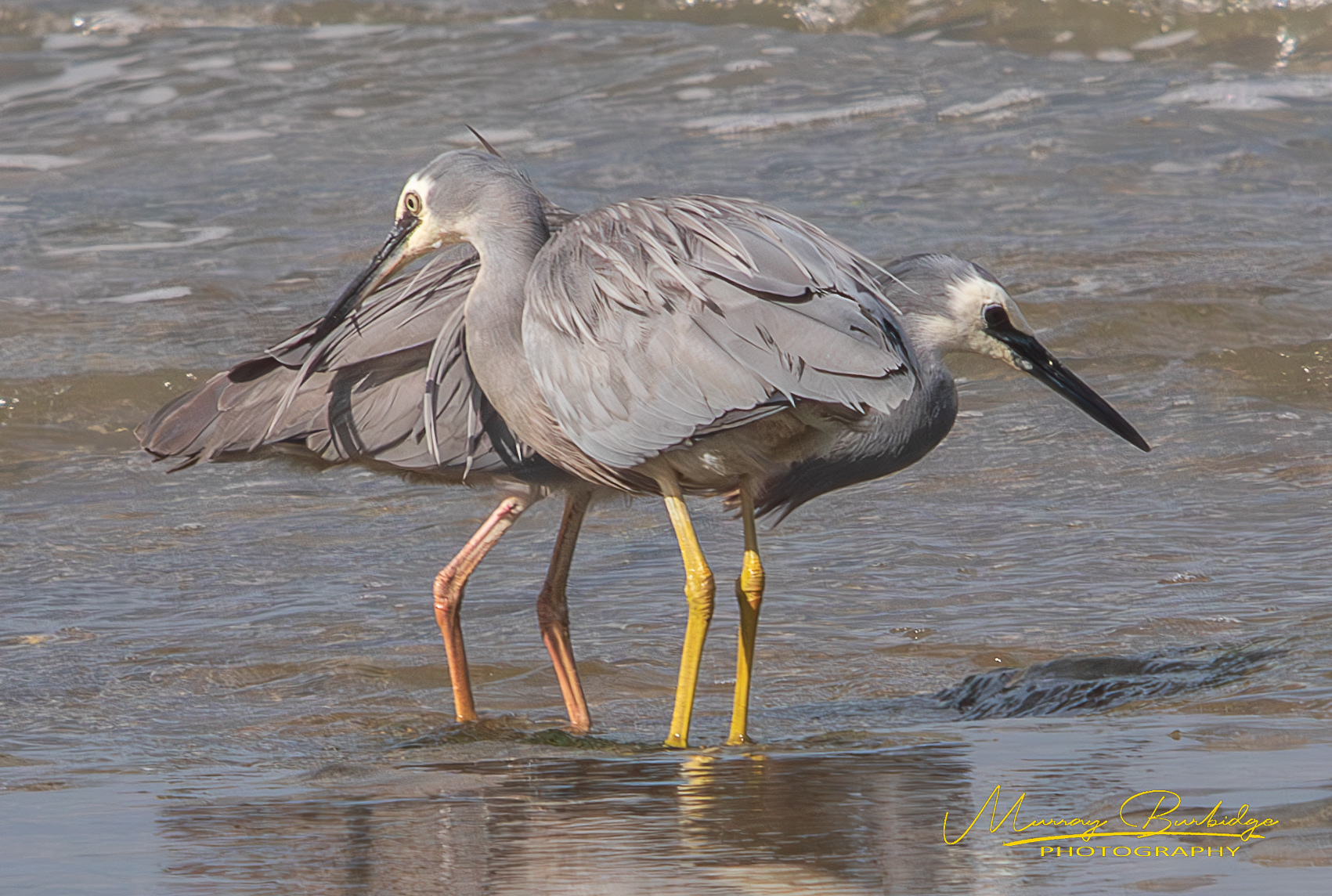 White-Faced Heron