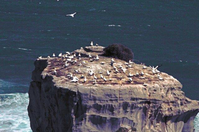 Gannet Colony