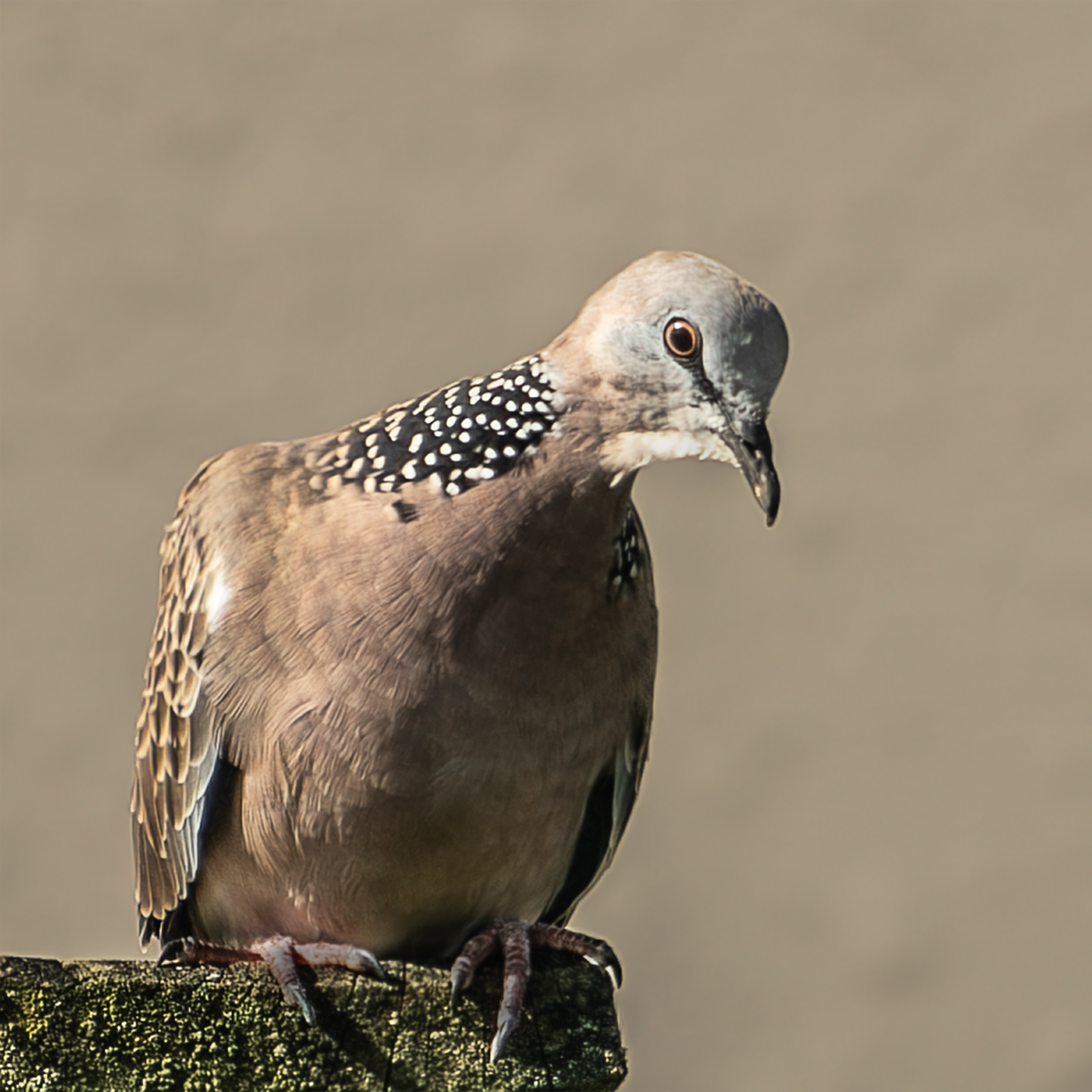 Speckled Dove