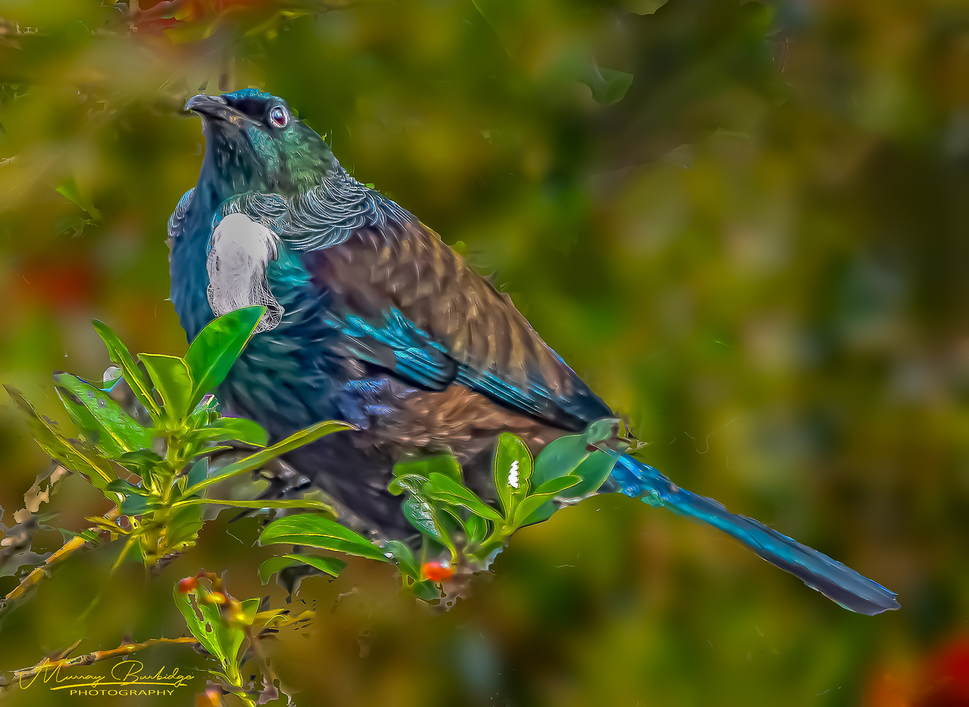 Tui