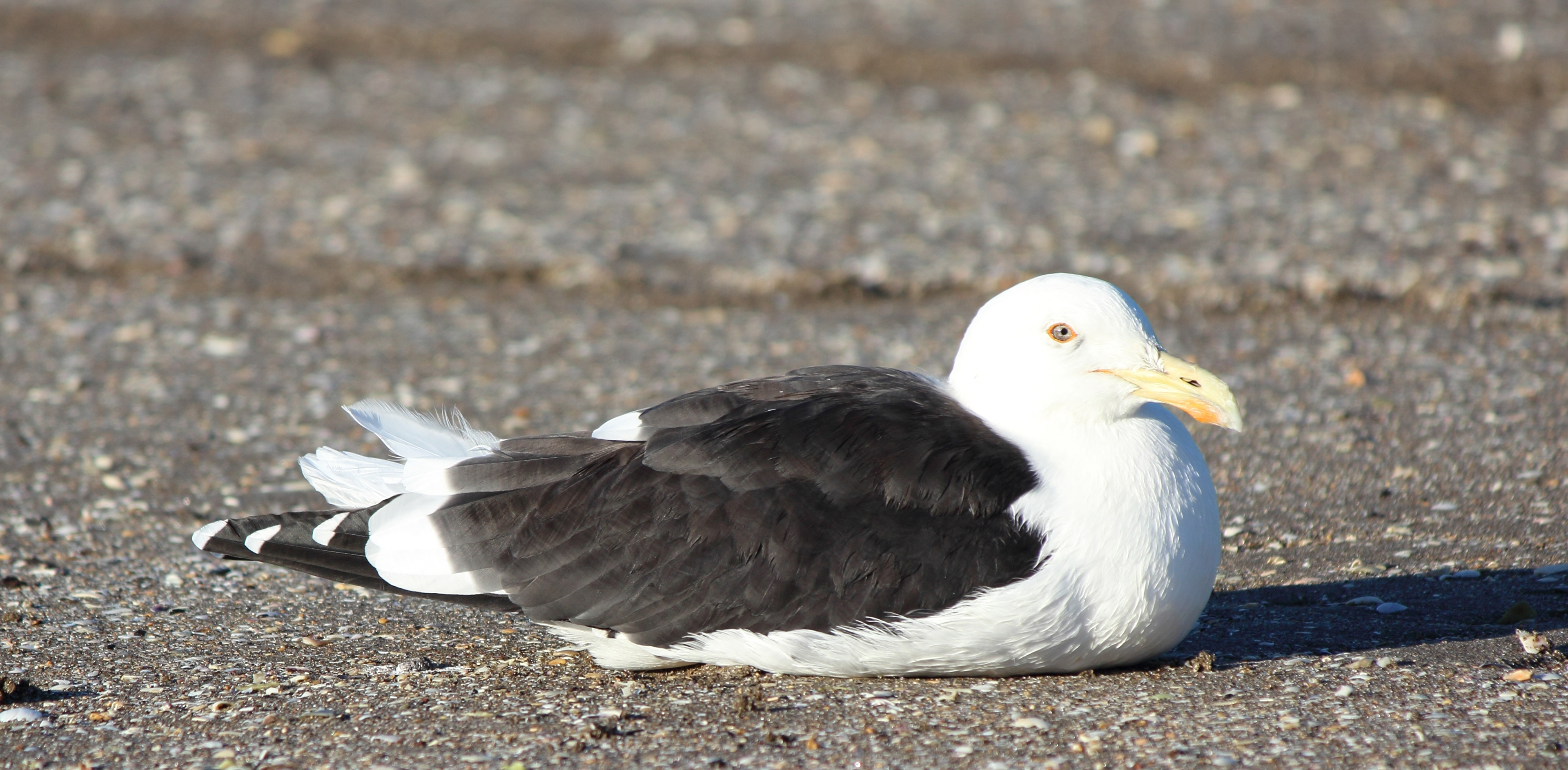 Larus