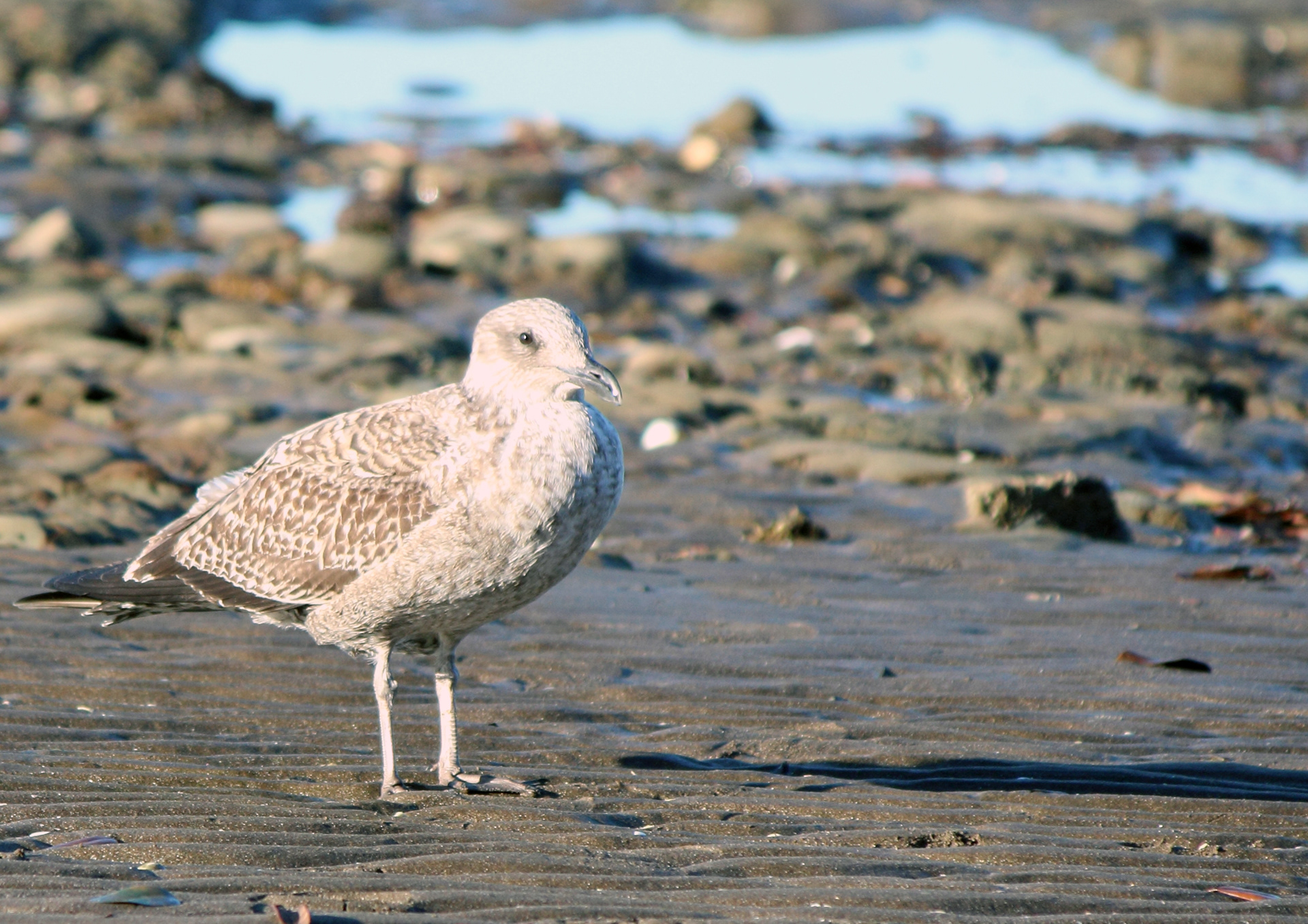 European Herring Gull