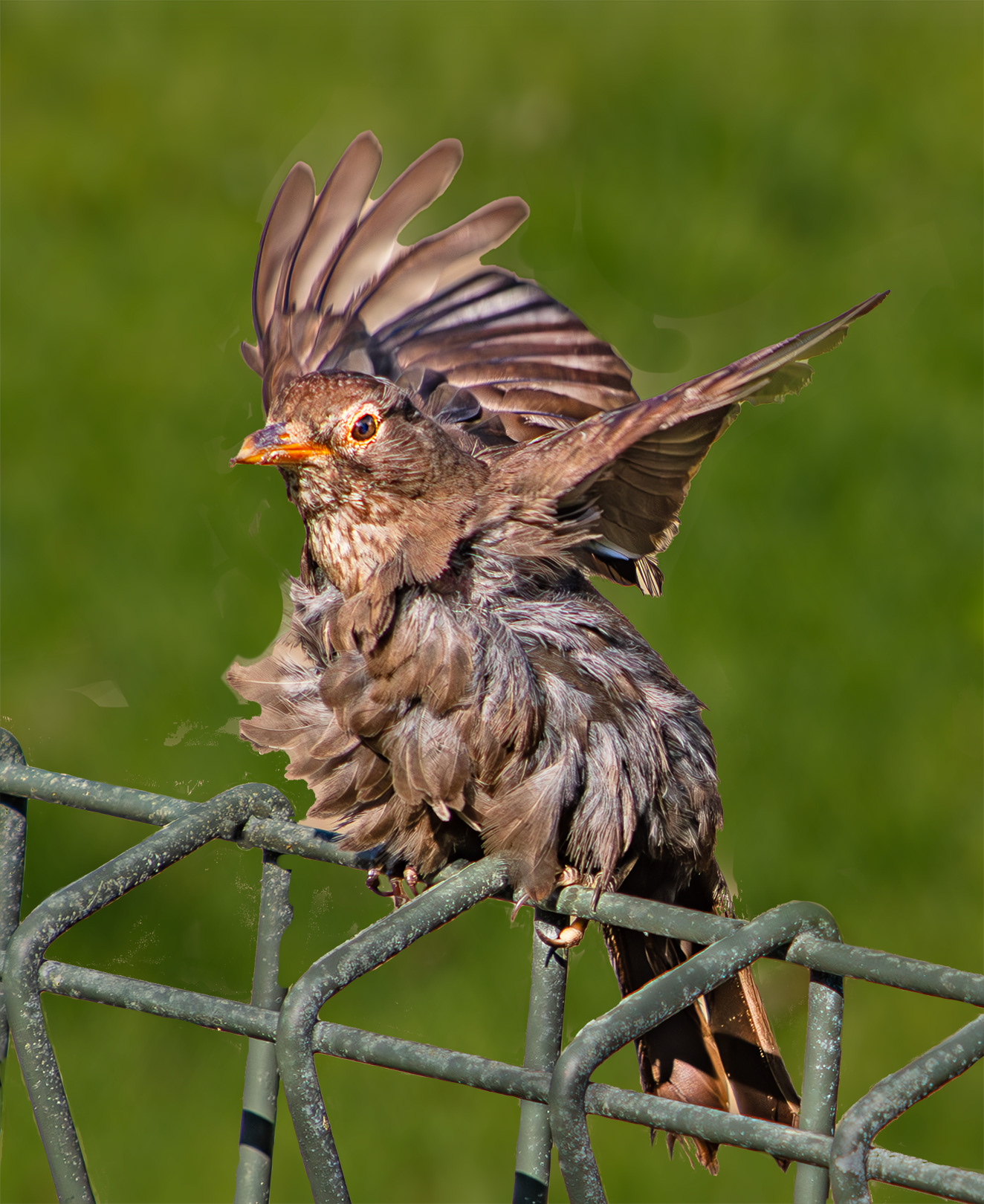 Song Thrush