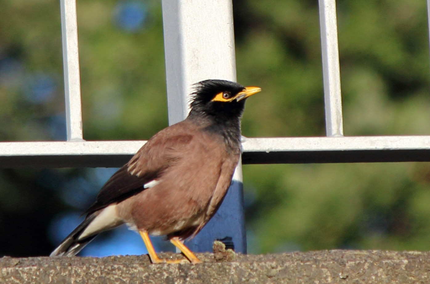 Common Blackbird