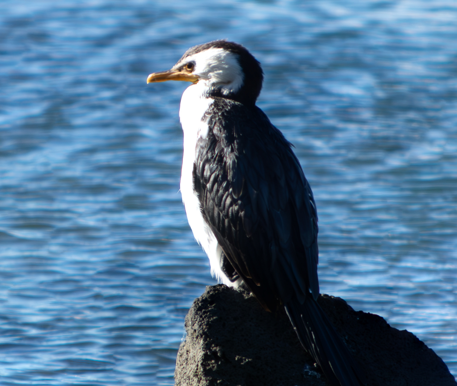 Little Pied Cormorant