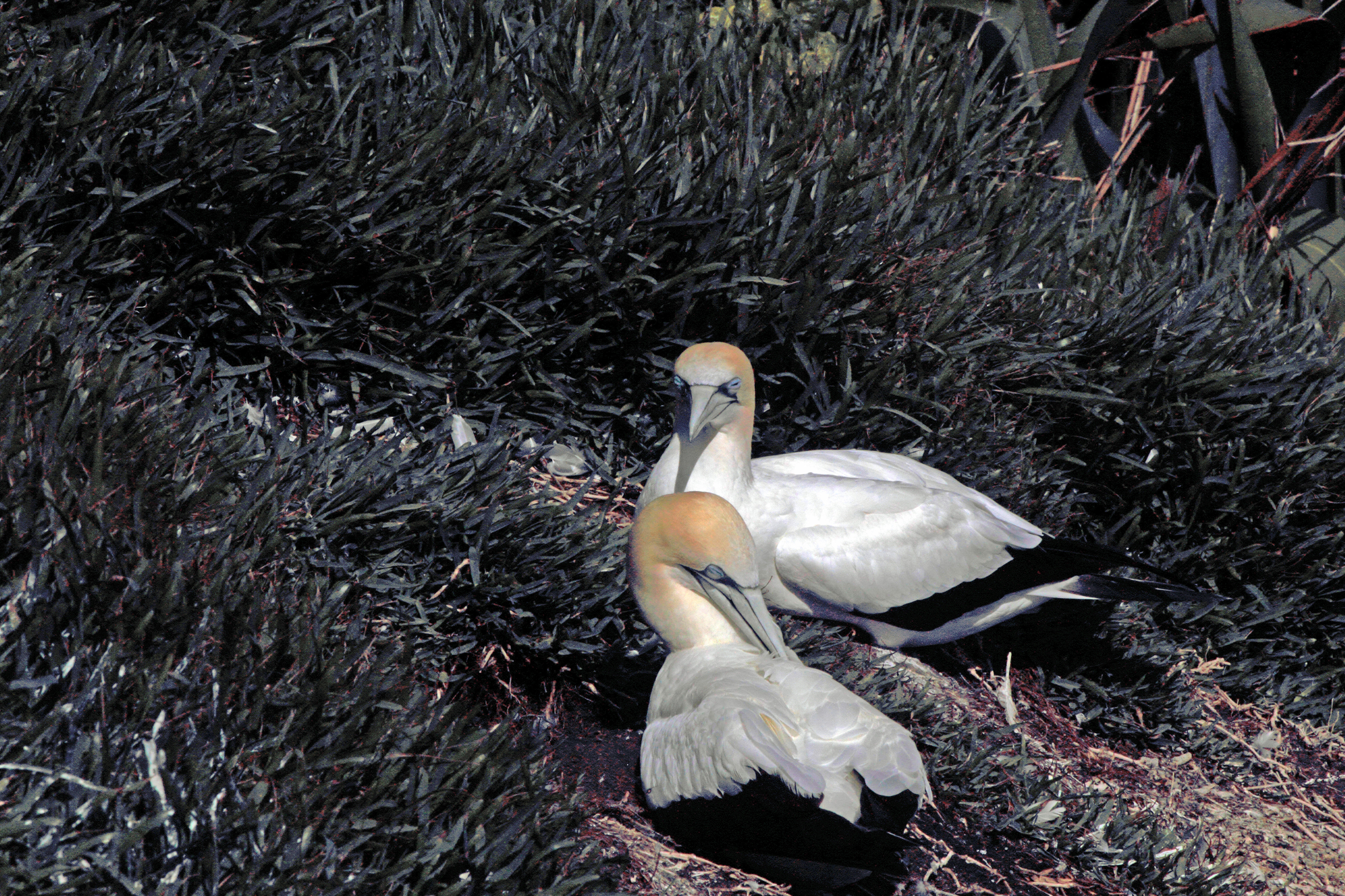 Gannets