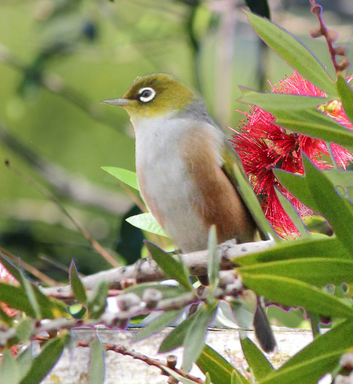 Waxeye
